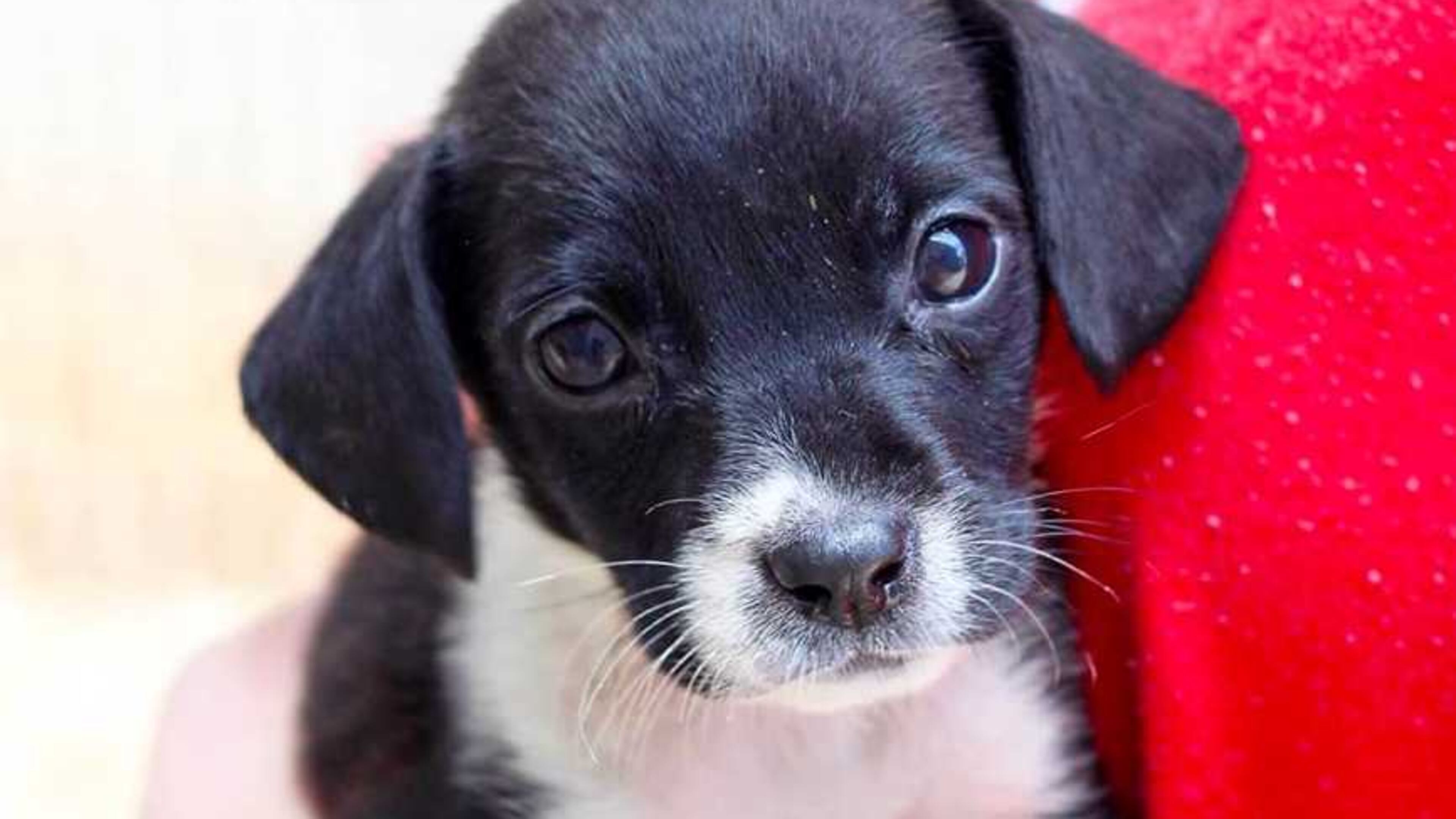 PHOTO: ATLANTA HUMANE SOCIETY