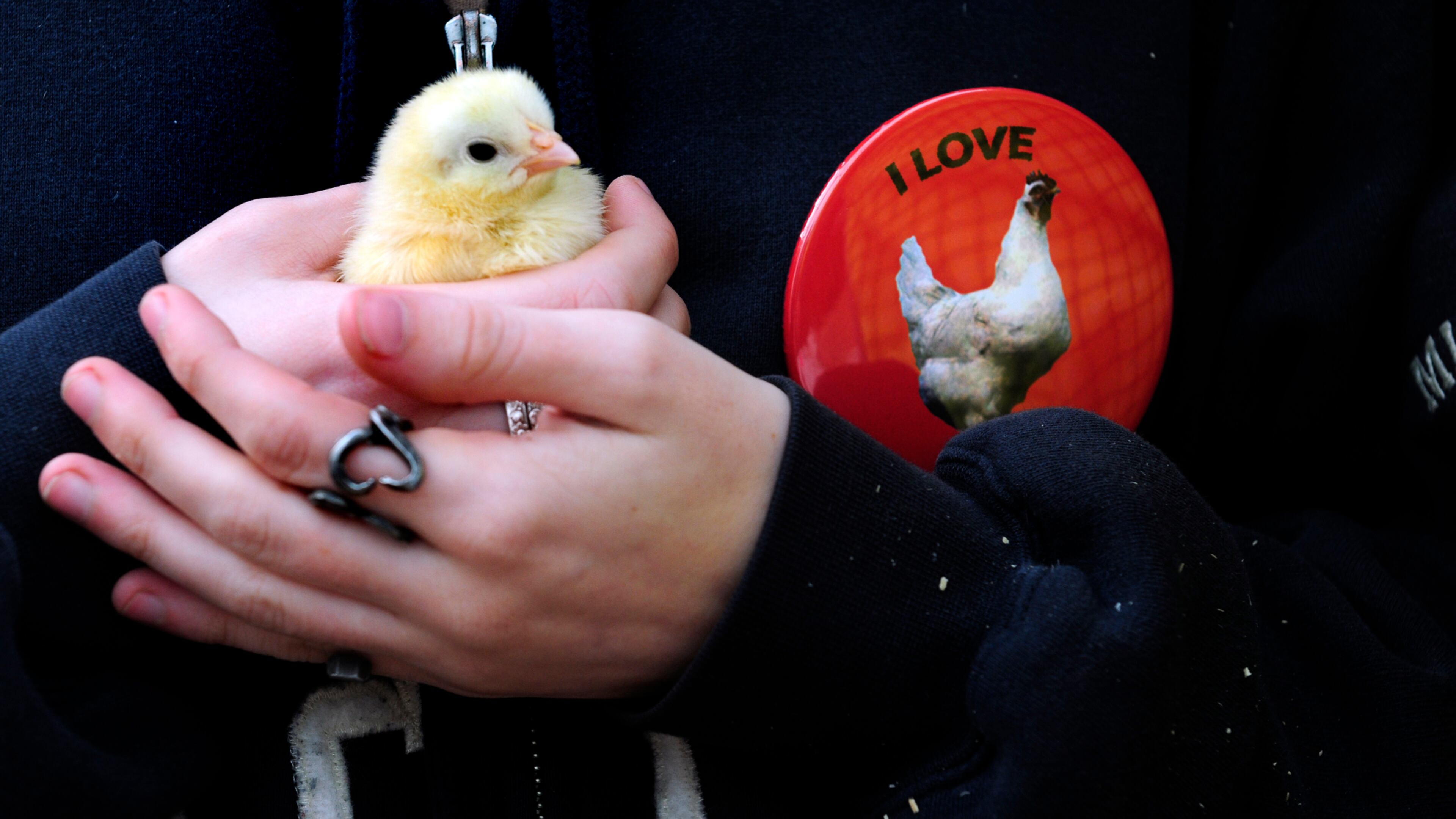 The Peach State should be called The Chicken State according to reality. (ELISSA EUBANKS / AJC FILE PHOTO)