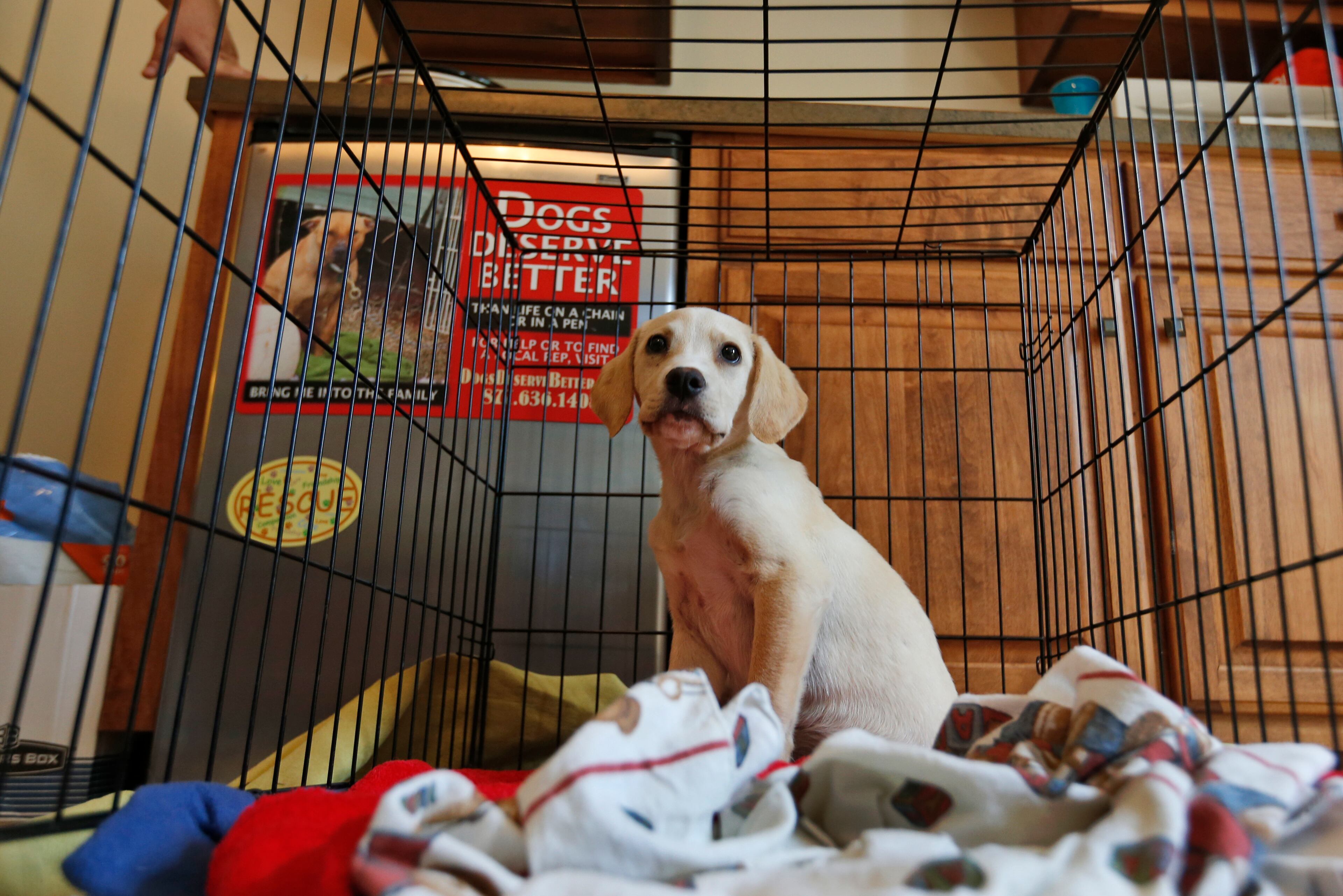Stitch lays in his crate in an office at the Good Newz Rehab Center, the former home of NFL football quarterback Michael Vick's Bad Newz kennel in Smithfield, Va., Monday, June 15, 2015. The anti-chaining organization Dogs Deserve Better bought the 15-acre compound and its five-bedroom house in 2011. The property where dogs were once brutalized is now a refuge for dogs rescued from a life of being chained or penned. (AP Photo/Steve Helber)
