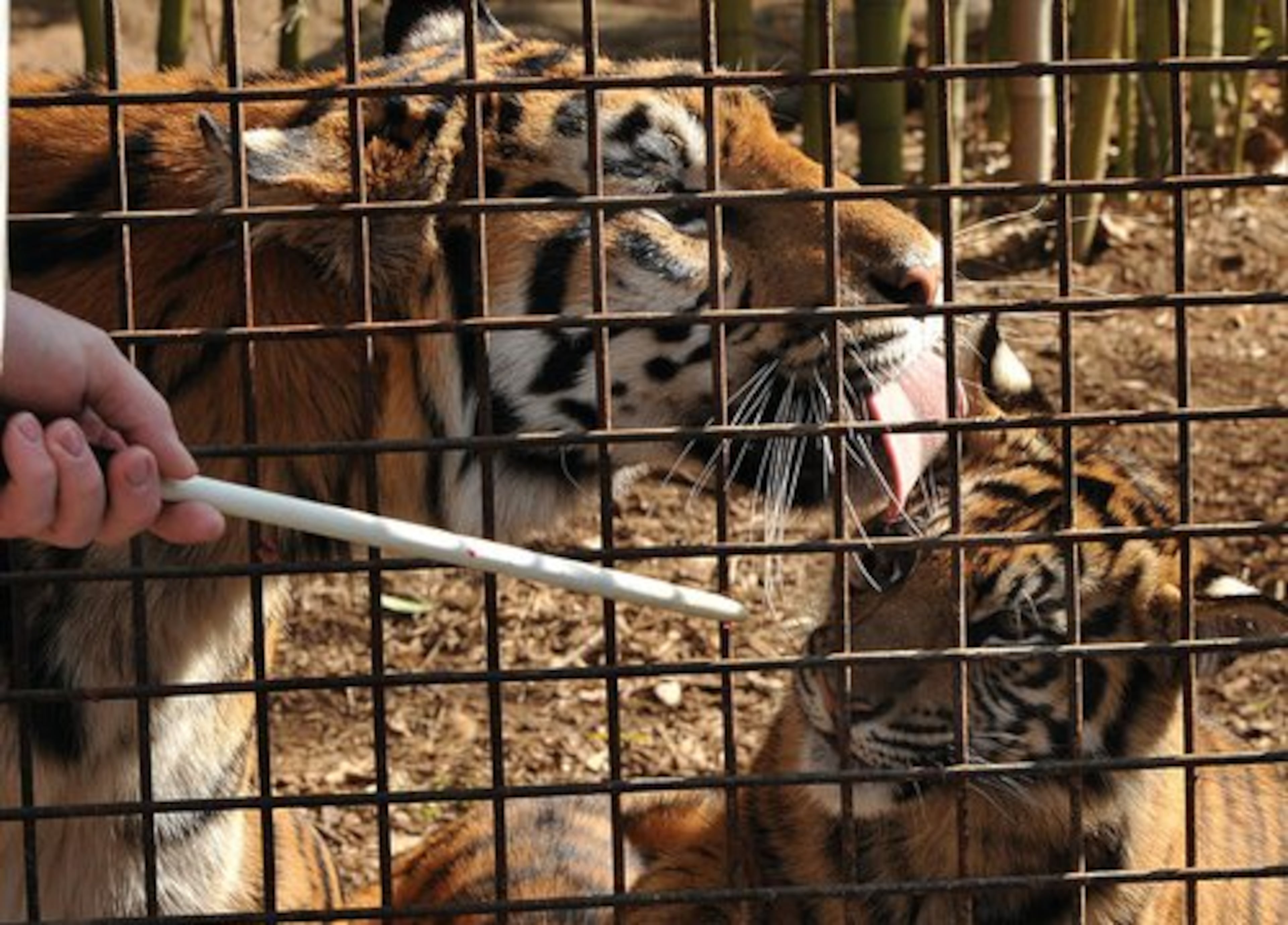 Kenn Harwood, lead keeper of carnivores at Zoo Atlanta, feeds and gives instructions to Chelsea, a Sumatran tiger, at Zoo Atlanta2.