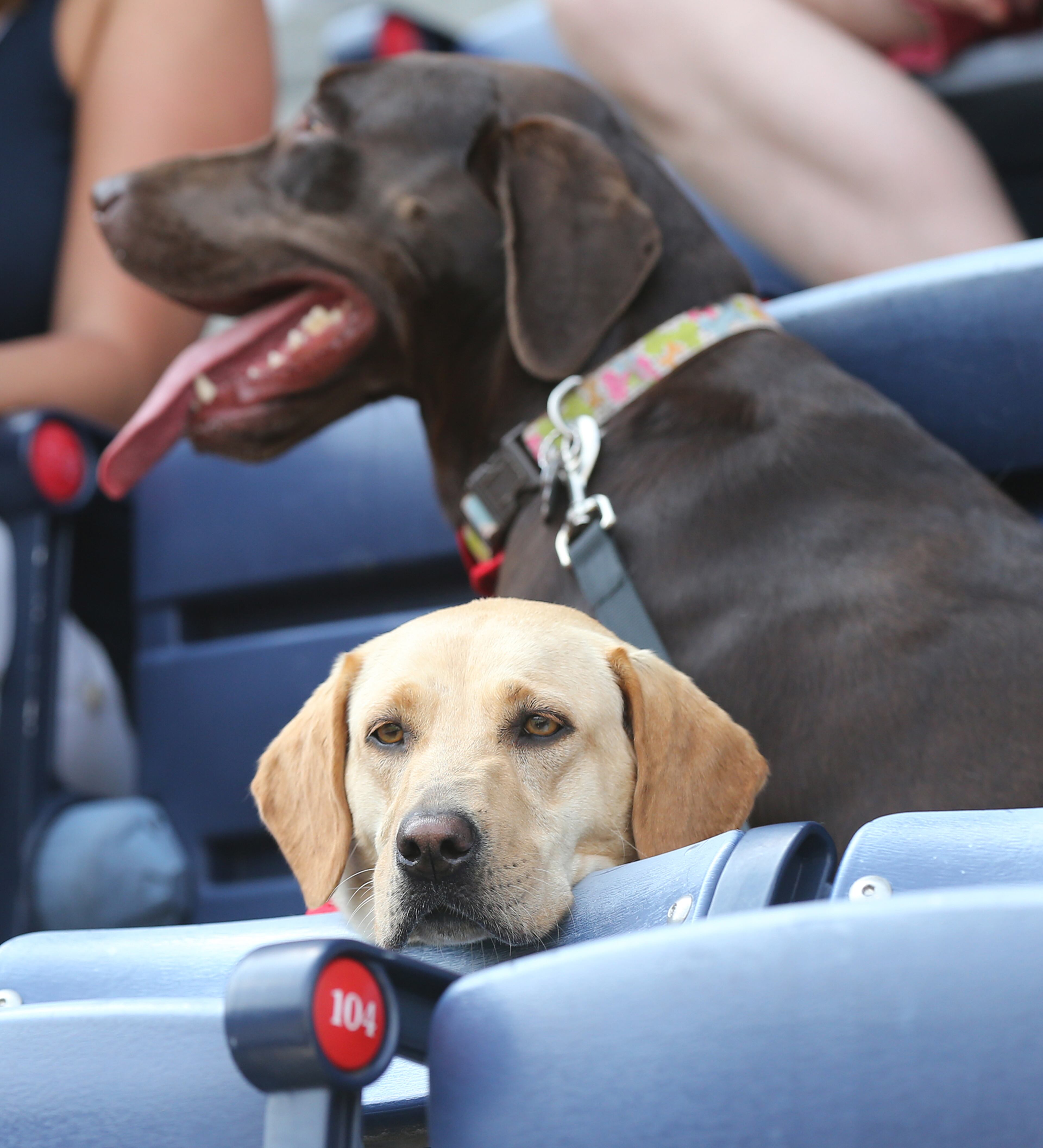 A Golden Retriever takes in the game from its seat during Bark in the Park at Turner Field as the Braves swept the Phillies on Sunday, Sept. 20, 2015, in Atlanta. Curtis Compton / ccompton@ajc.com