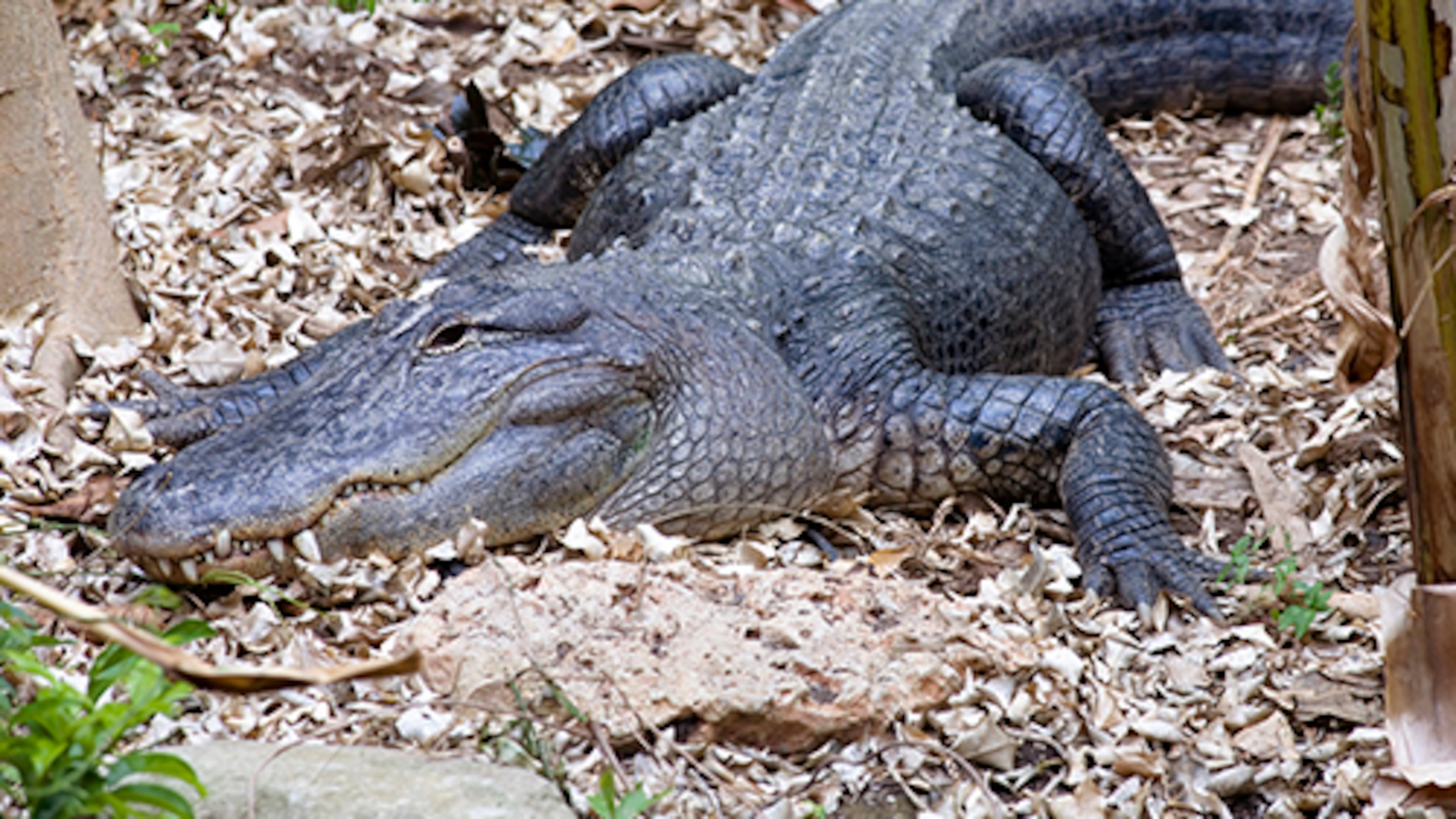 One of four new alligators living in Zoo Atlanta's Slimy Scaly Spectacular. Photo: Zoo Atlanta