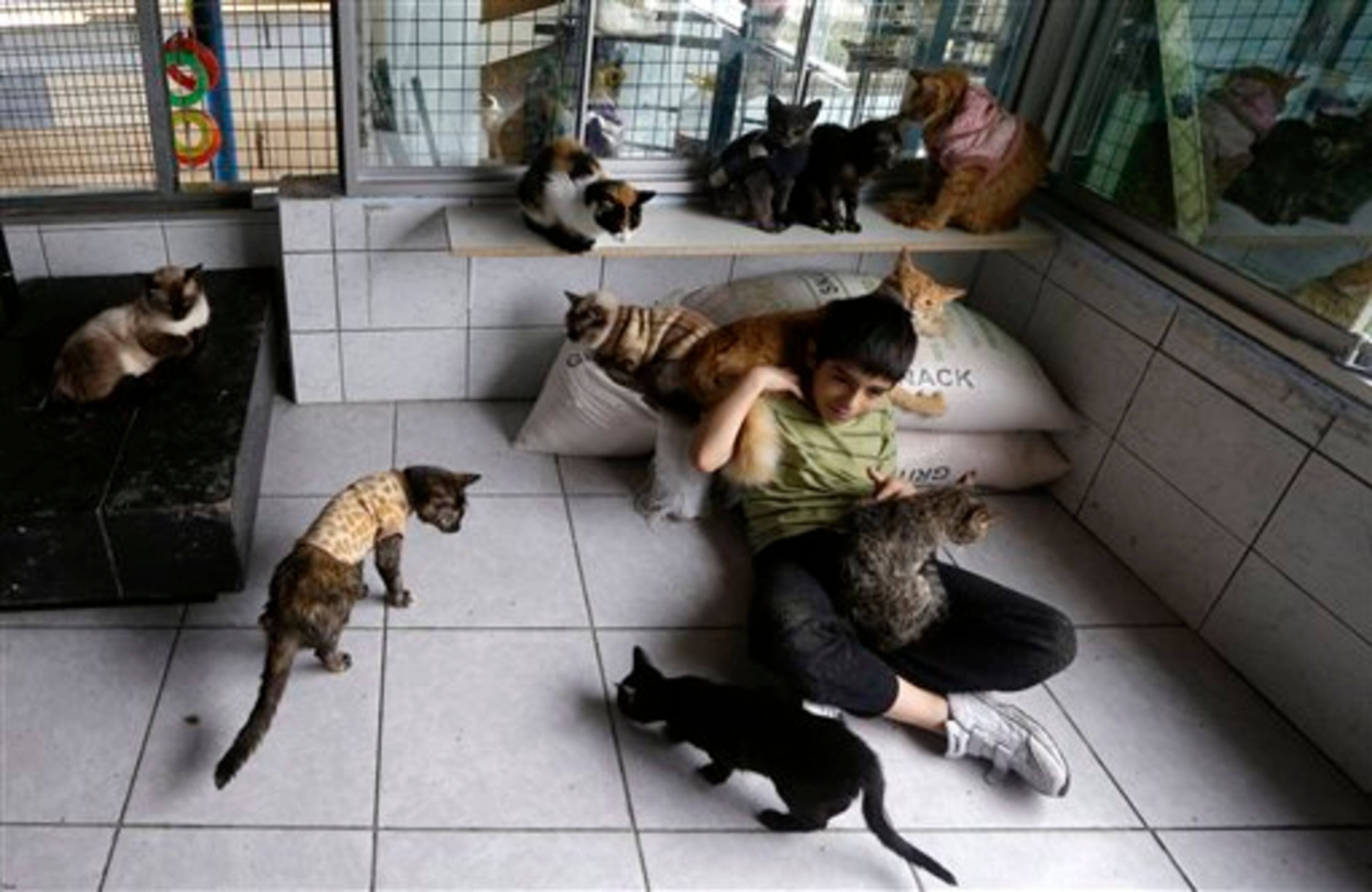 In this Aug. 2, 2014 photo, Maria Torero's son Fabian, 7, plays with the hospice's cats. Maria Torero, cares for 175 cats with leukemia at her home in Lima, Peru. The home is permeated with the stench of urine, which cannot be eliminated with even the strongest air fresheners. (AP Photo/Martin Mejia)