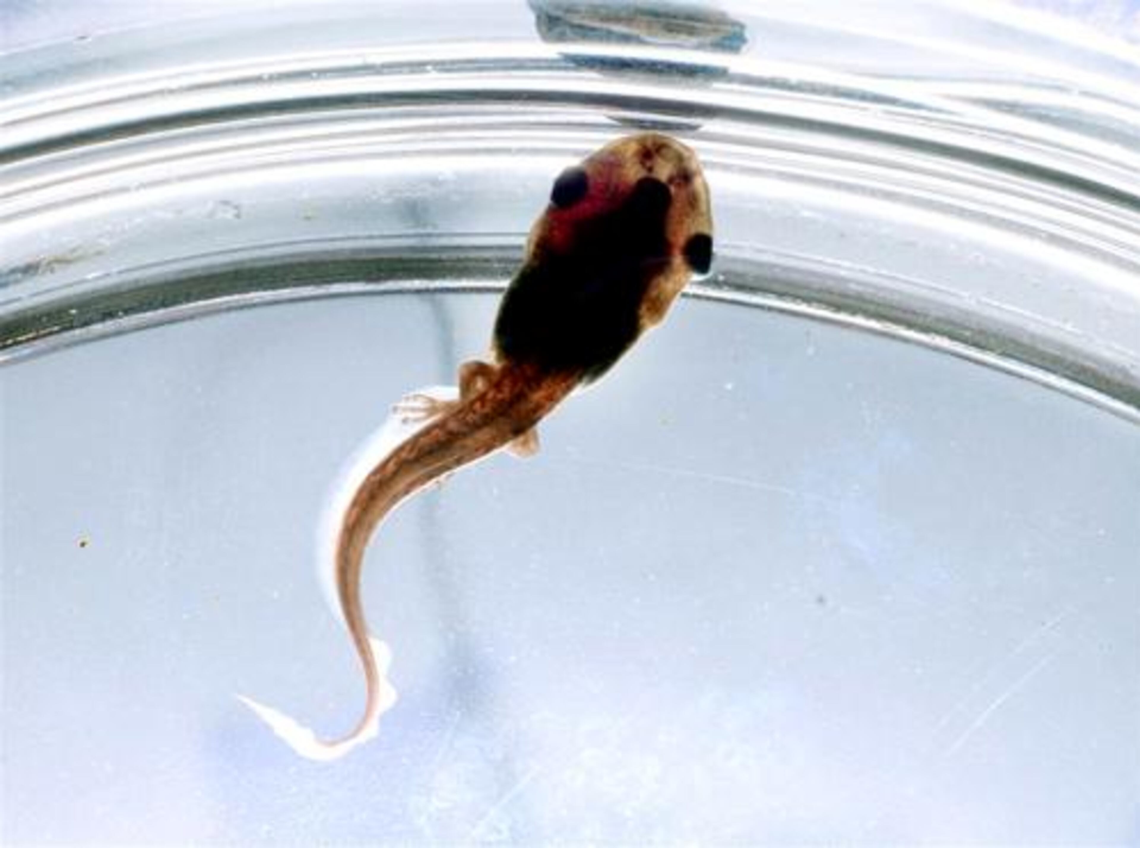 A red-eye leaf frog tadpole. The species hails come from Central America and adults vary in size from 1 to 1.5 inches in length. They are beautifully colored light green, red or orange, cream white and blue leg markings.