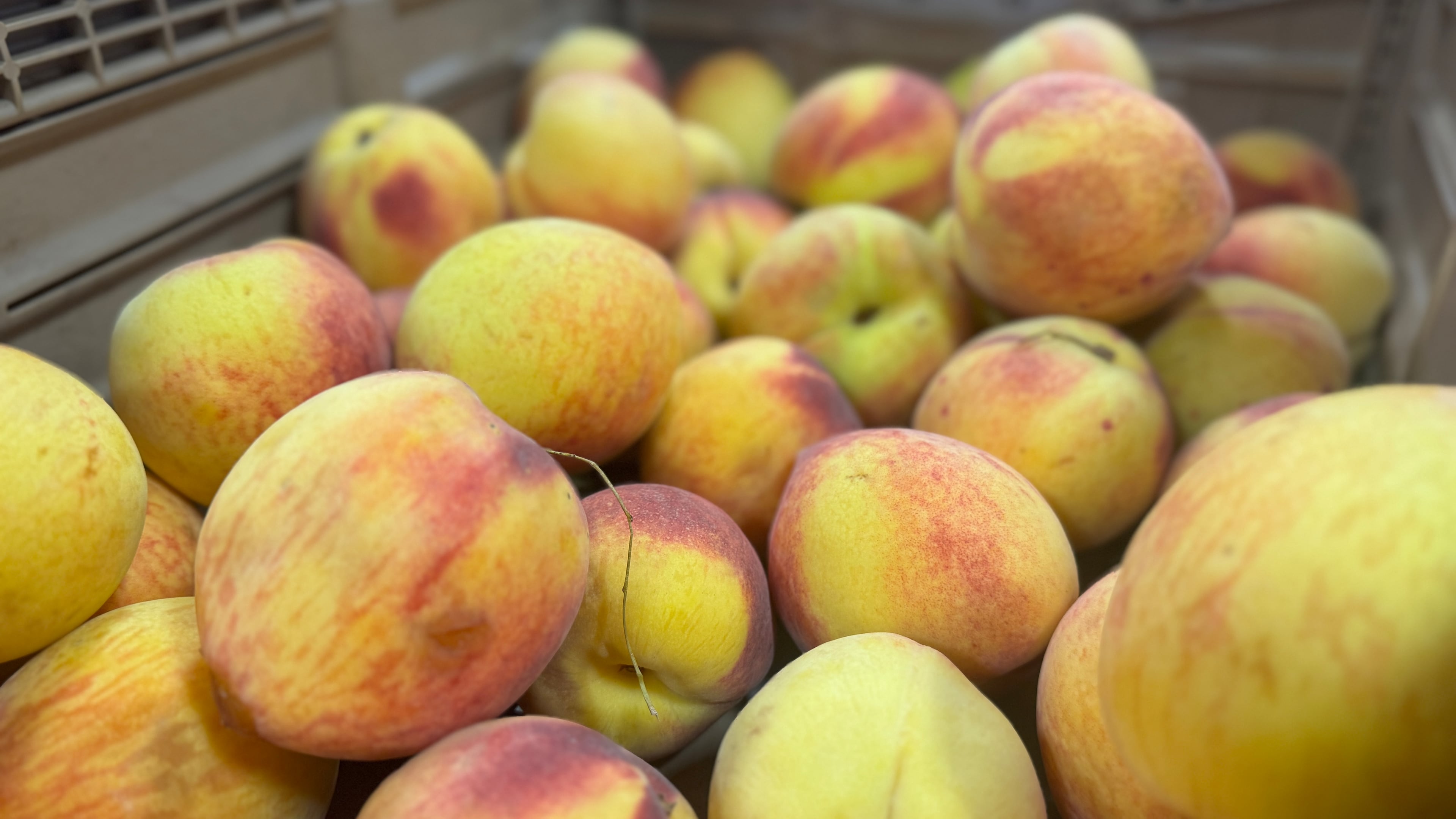 A bin of peaches on display in mid-July in the market shop at Lane Southern Orchards in Peach County. (Joe Kovac Jr./AJC)