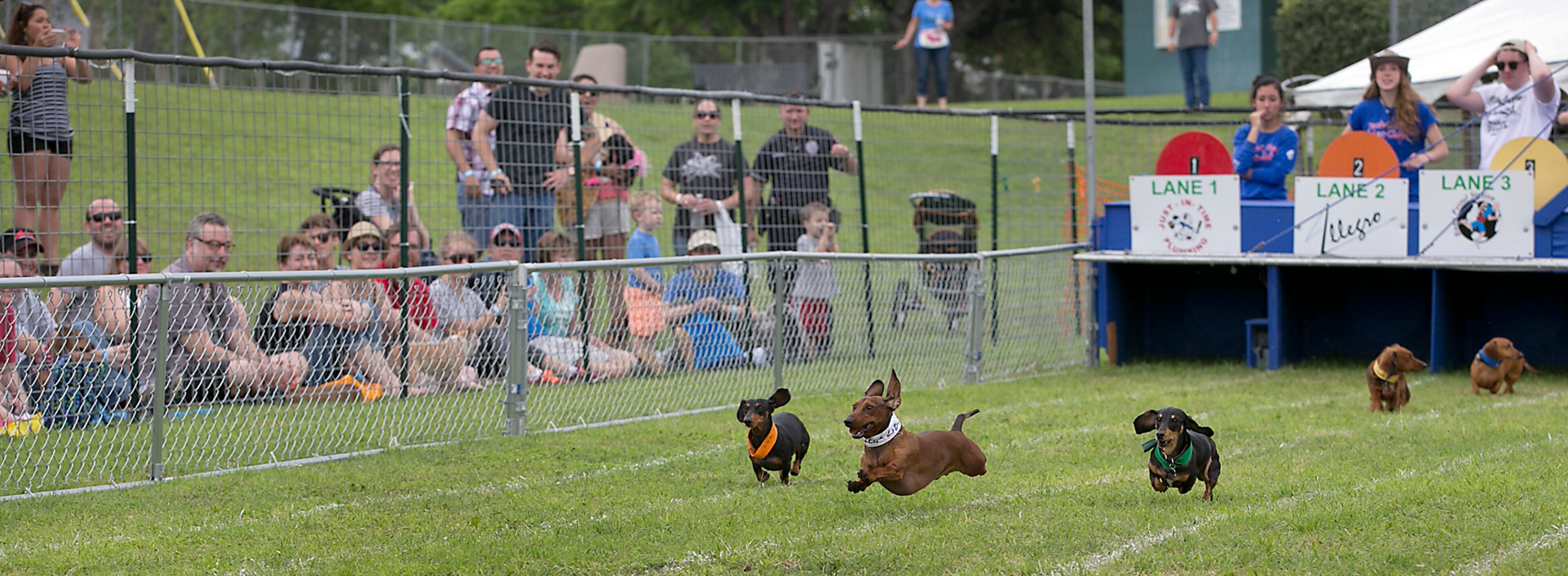 Dogs vie for top honors in this year's race as 13 different heats determined the finals. The 18th Annual Buda County Fair and Weiner Dog Races was held at city park in Buda Sunday April 26, 2015 sponsored by the Lions Club. RALPH BARRERA/ AMERICAN-STATESMAN