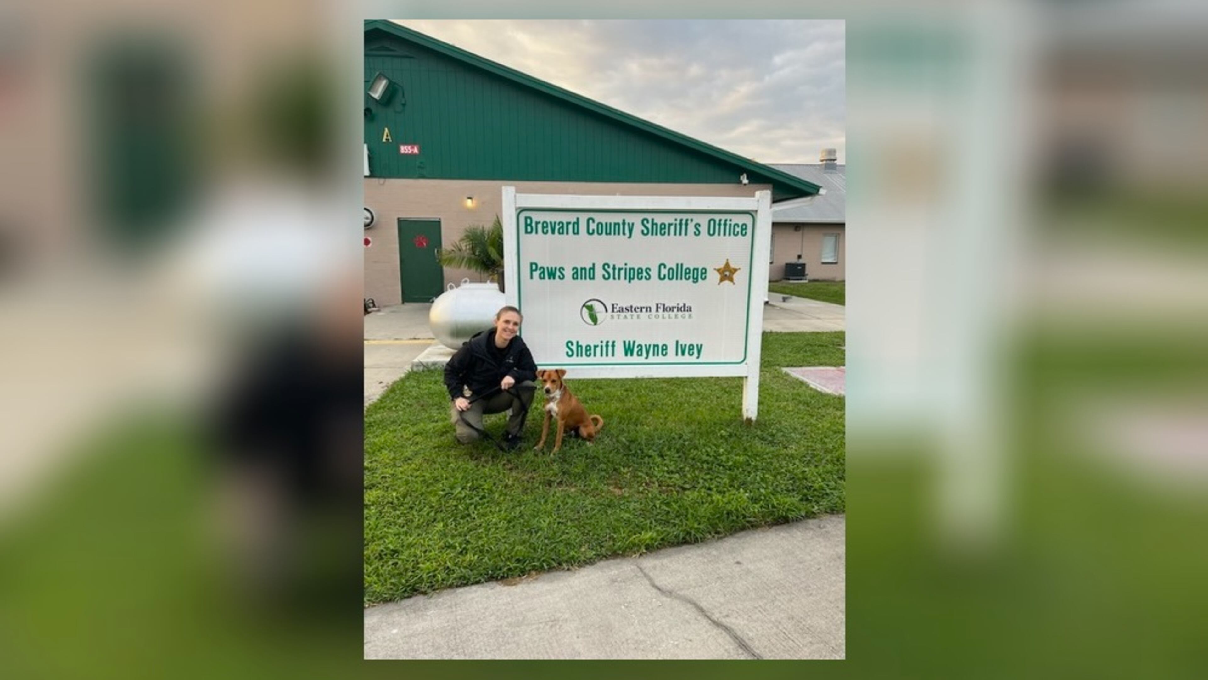 Alpharetta Det. Caitlin Lawrence, Scout's handler, received law enforcement therapy dog training at Brevard County Sheriff's Office last December. Alpharetta police will bring Scout, a one-year-old beagle mix, to interviews to calm traumatized victims and witnesses of crimes. Courtesy Alpharetta Department of Public Safety