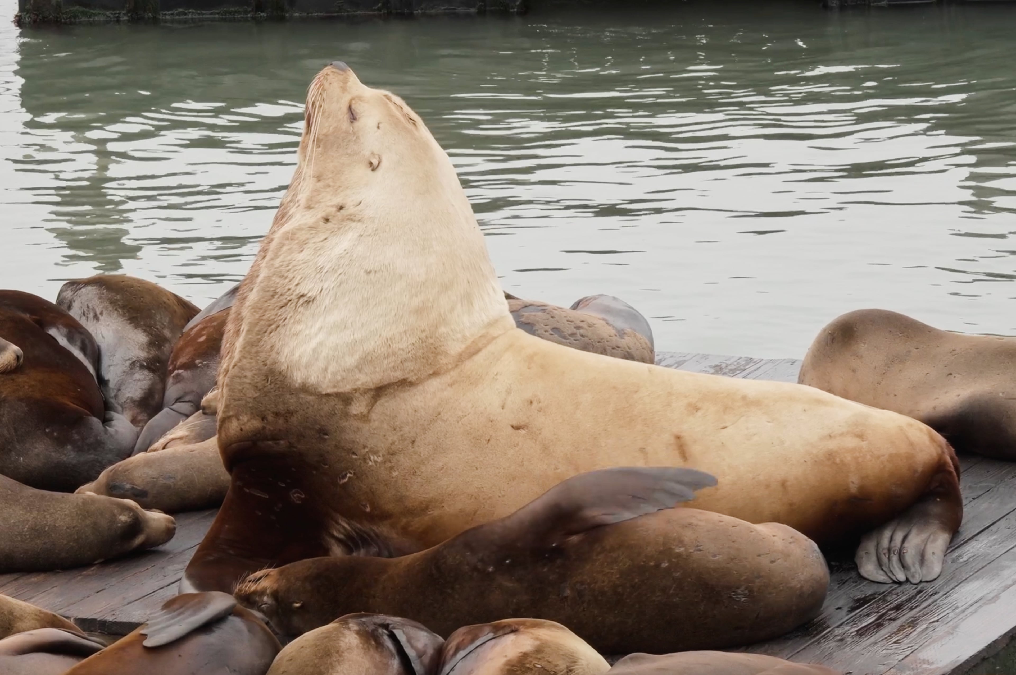 San Francisco Giant Sea Lion