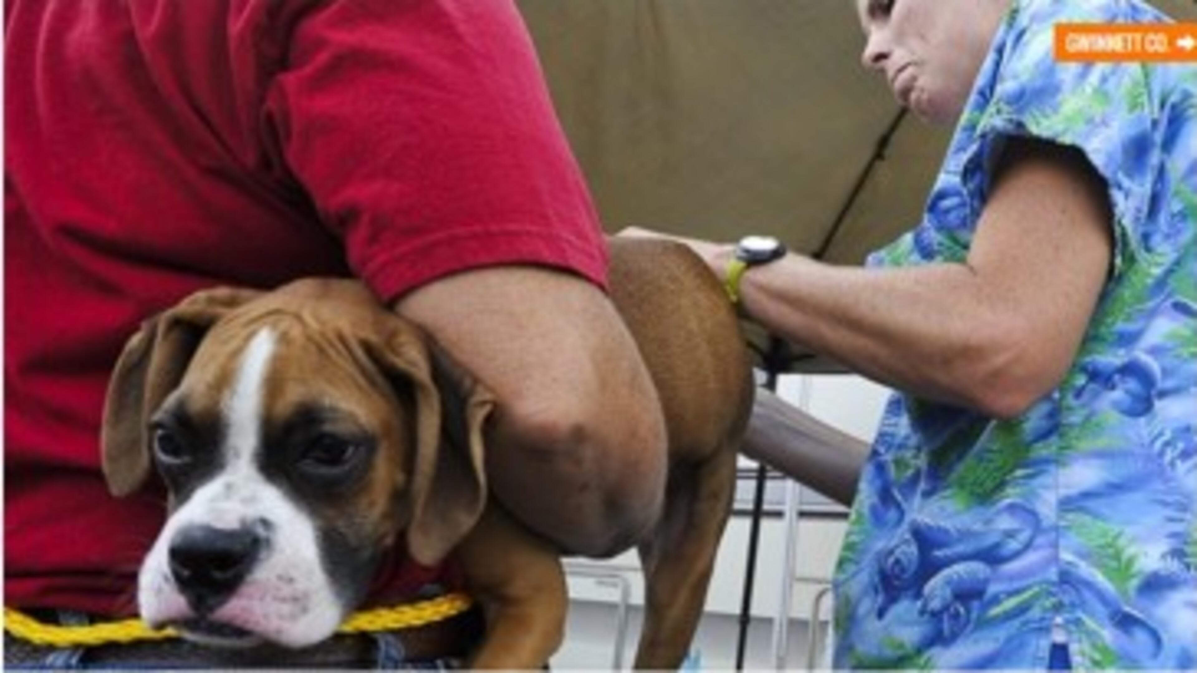 Gwinnett Animal Welfare is raising awareness about World Rabies Day by encouraing pet vaccinations. (AJC file photo)