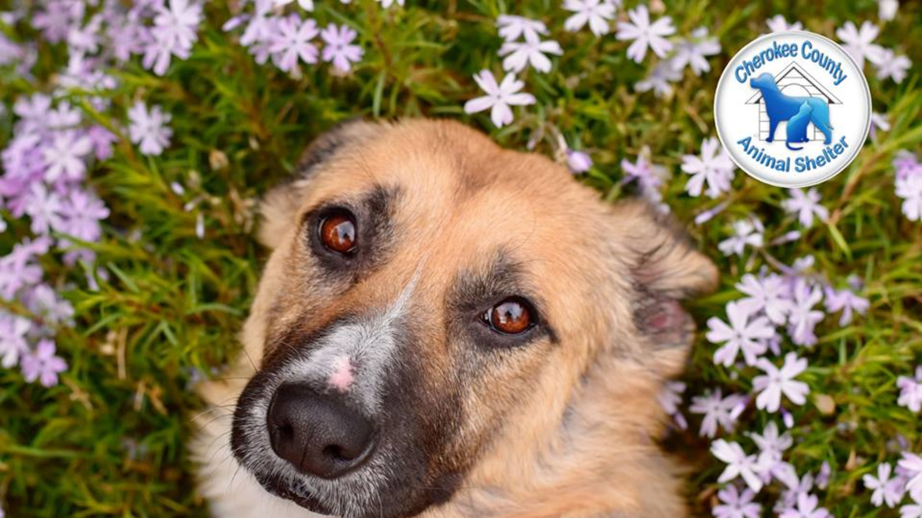 Cherokee County pet owners will have the opportunity to have their animals vaccinated against rabies at nine drive-through clinics Saturday, April 13. CHEROKEE COUNTY ANIMAL SHELTER