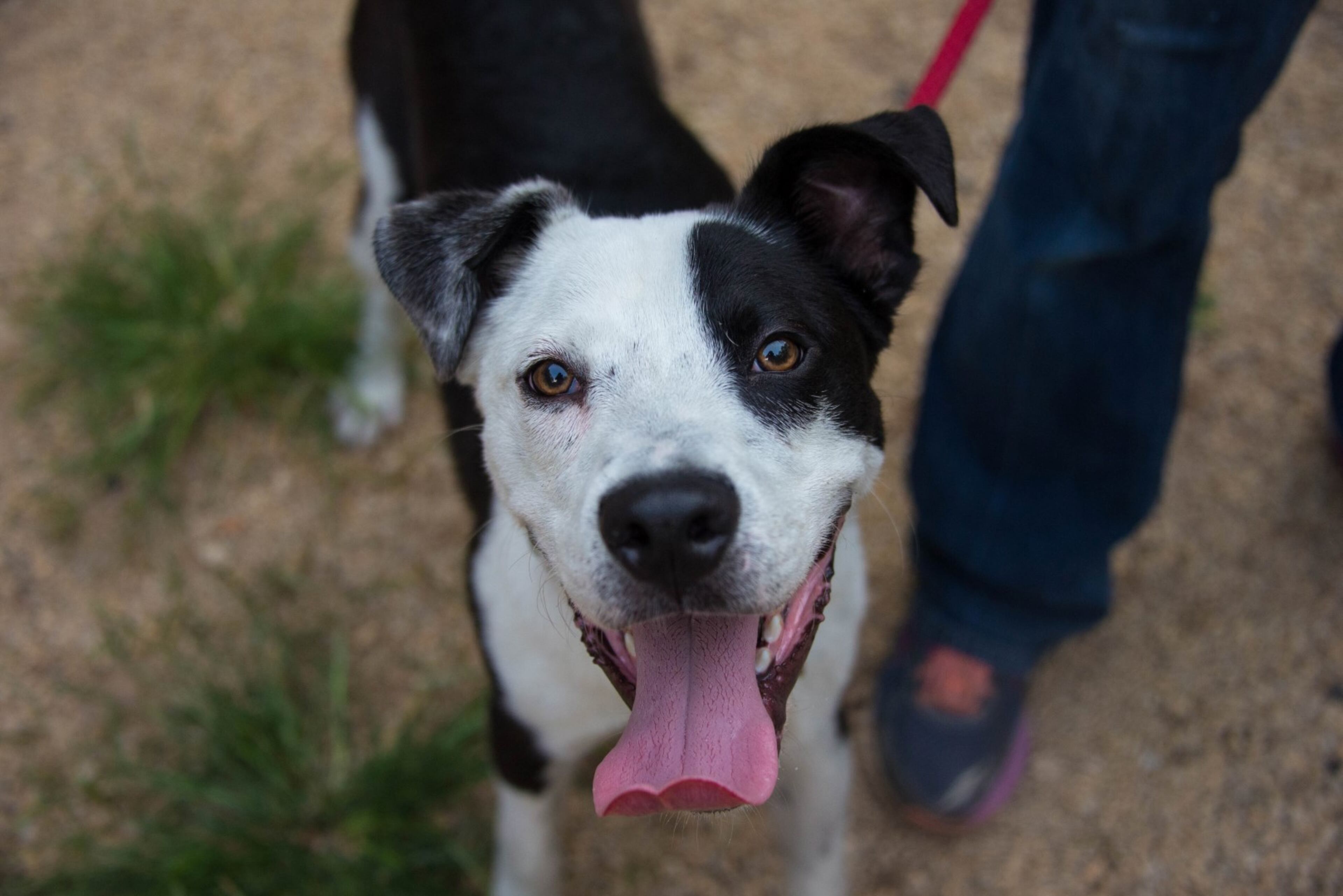 Griswald is a 1-year-old, male, Border Collie Mix available for adoption at PAWS Atlanta. For more information, please visit www.pawsatlanta.org or call 770-593-1155.