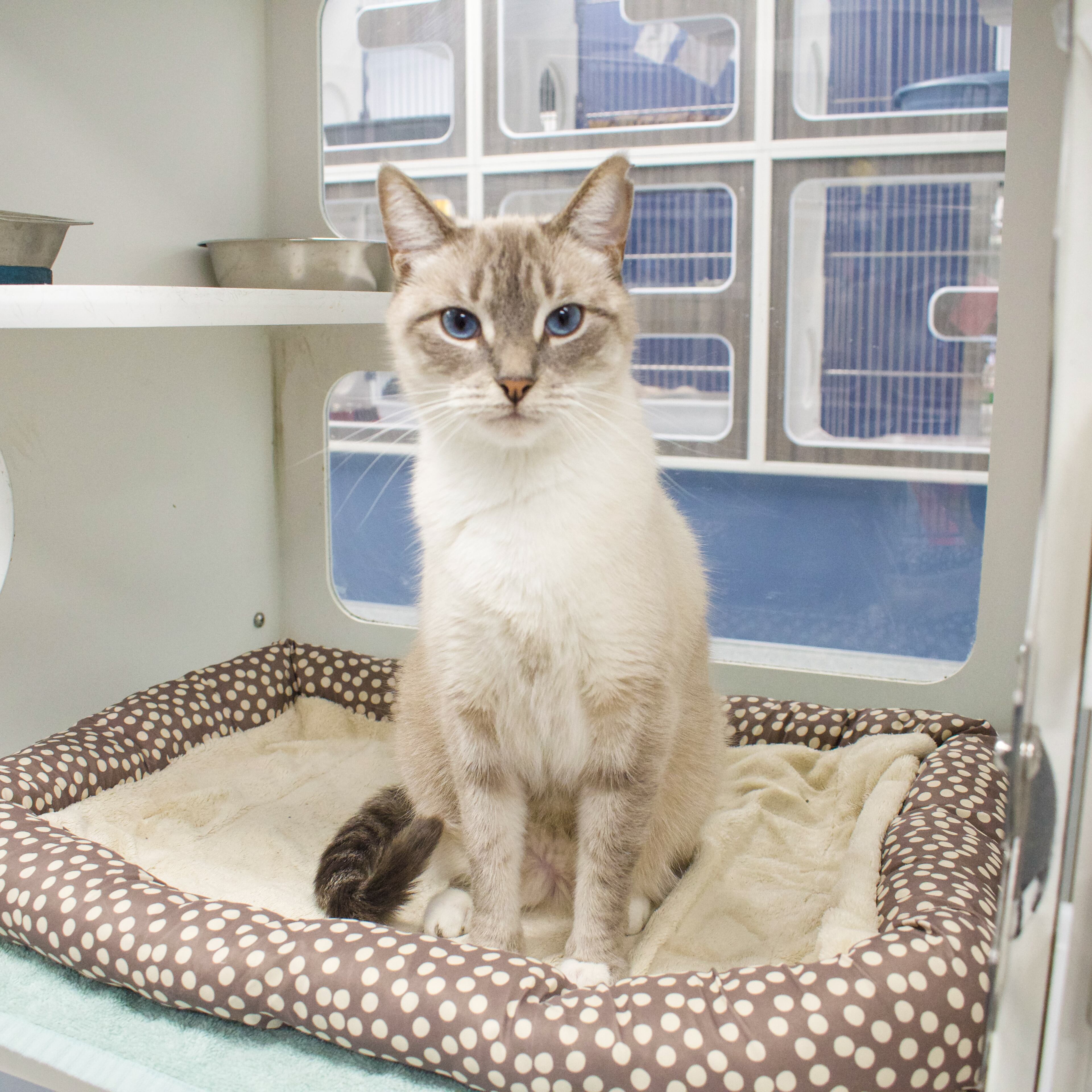 Arya is one of the cats available for free adoption at LifeLine Animal Project's animal shelters during Black Friday.