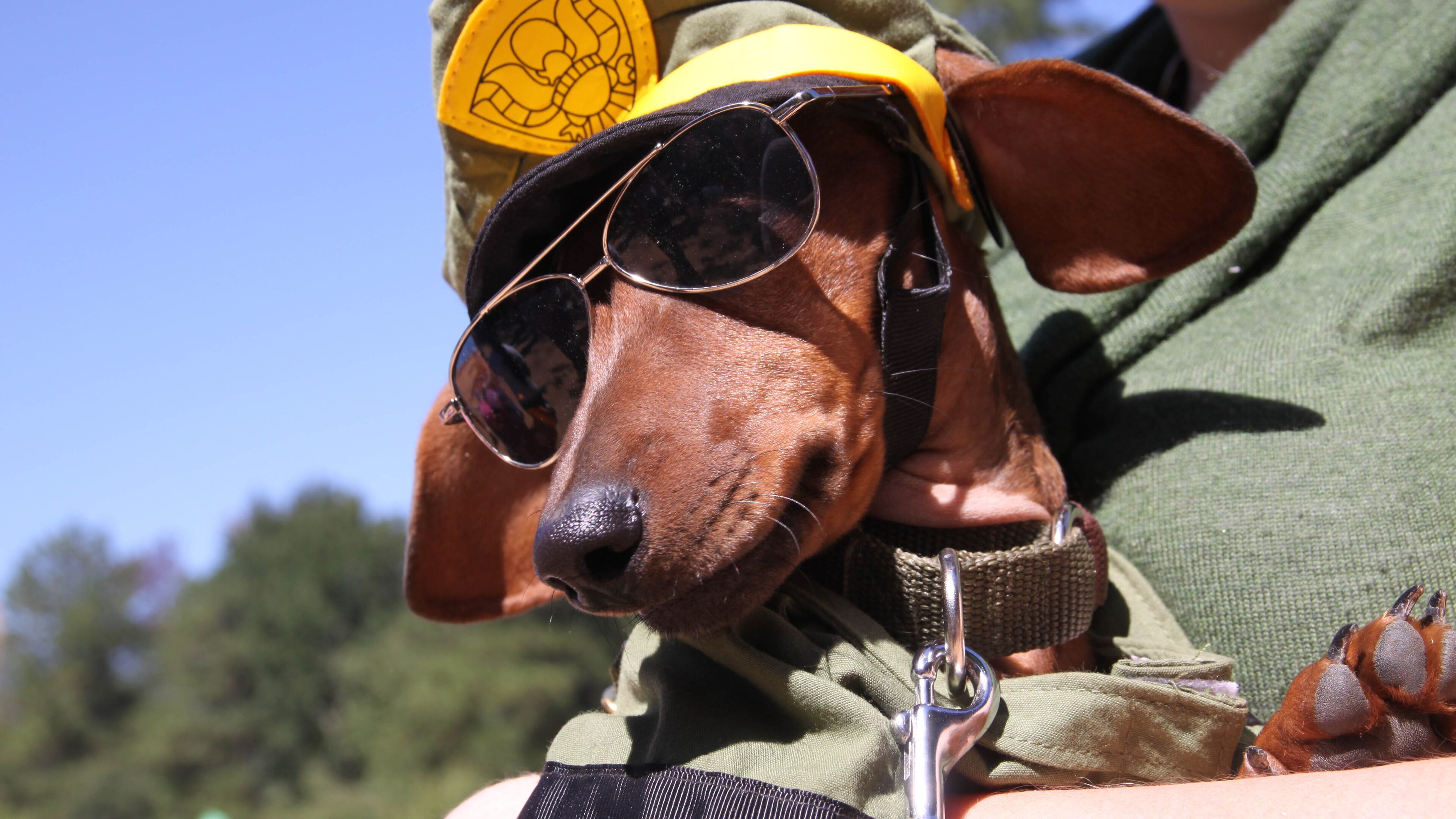 Howl-O-Weenie will take place Oct. 4 at Liane Levetan Park at Brook Run in Dunwoody. ANA LAURA ARAYA/Special