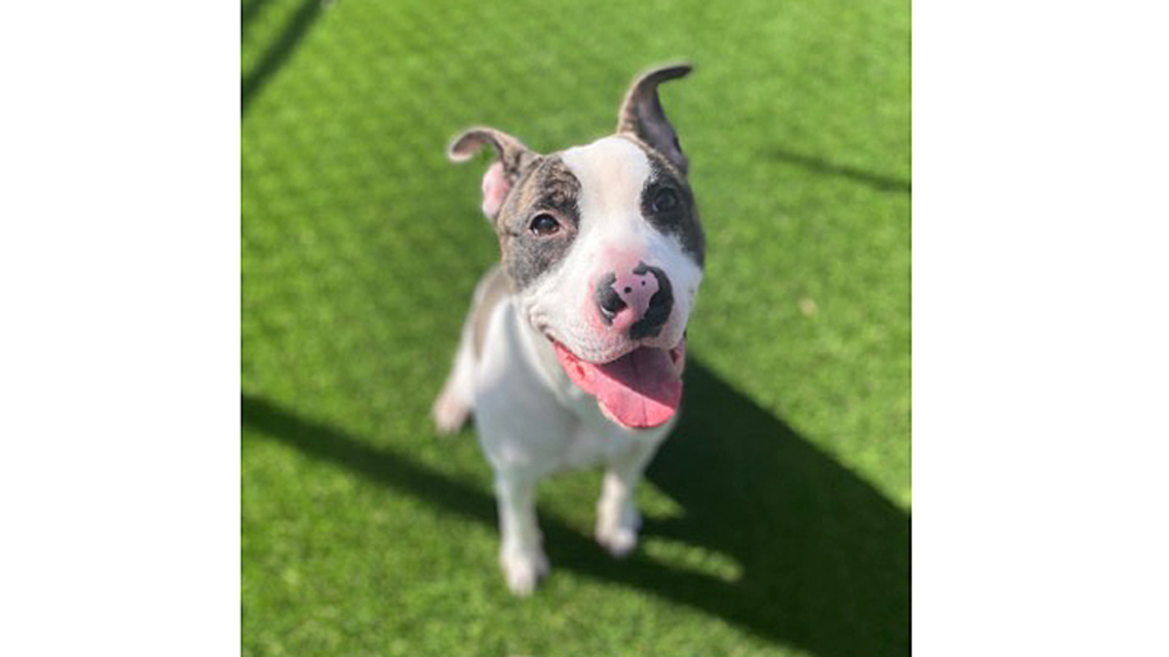 Adoptable pooches like this one await forever homes at the Forsyth County Animal Shelter. The shelter will waive its $85 pet adoption fee as part of a “Home for the Holidays” promotion. FORSYTH COUNTY ANIMAL SHELTER via Facebook