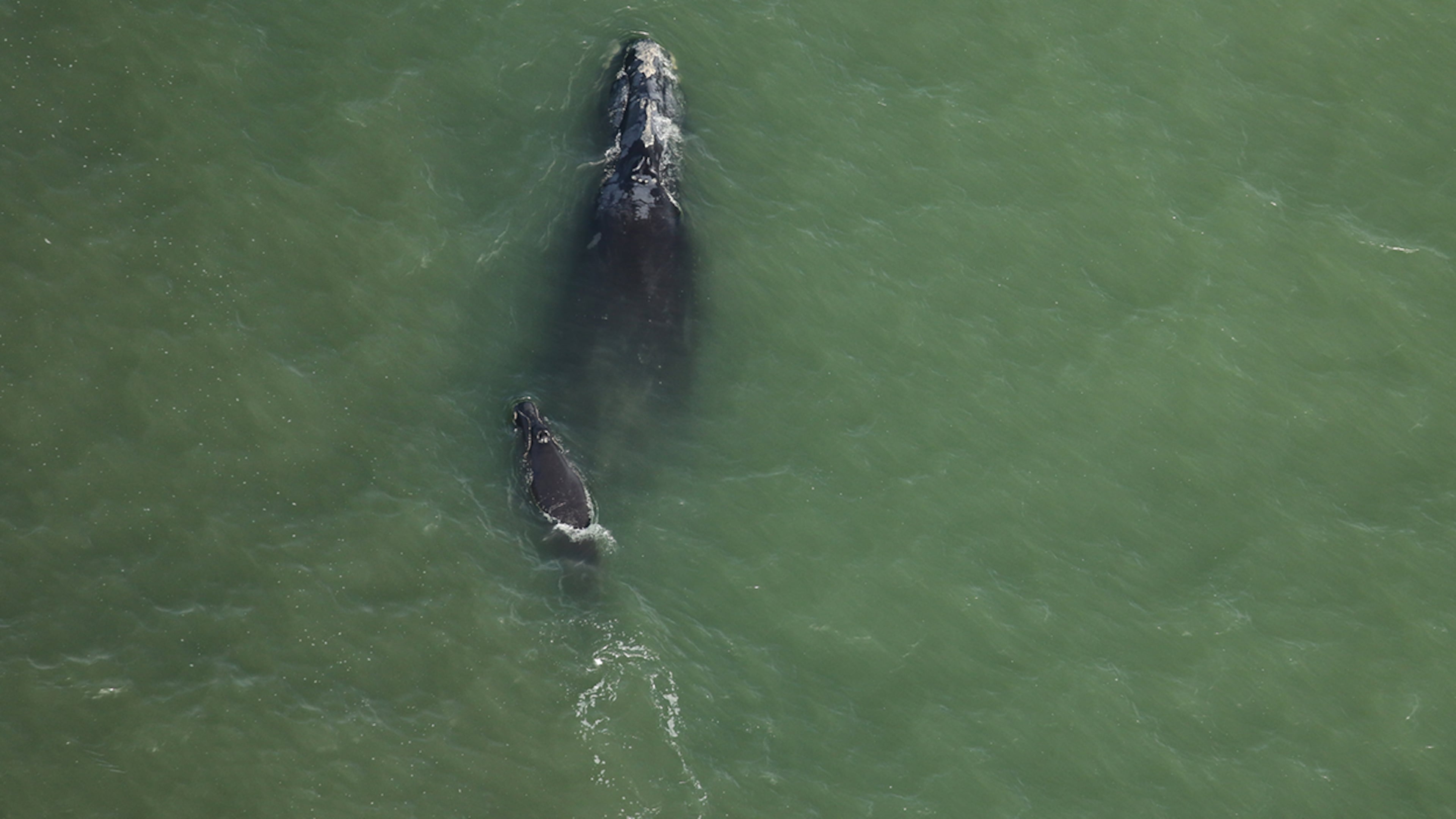 A right whale known as Millipede was seen with her third known calf in early December. (Courtesy of Clearwater Marine Aquarium Research Institute, taken under NOAA permit #26919. Funded by the U.S. Army Corps of Engineers)
