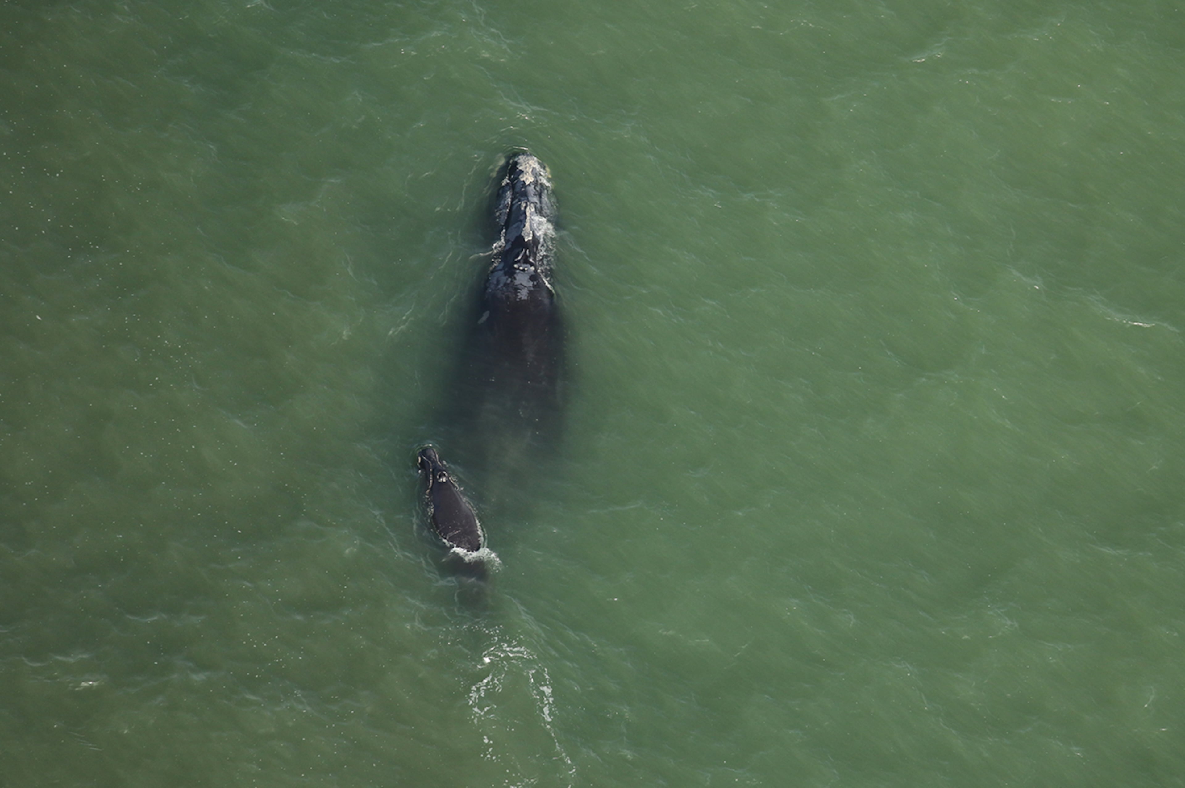 Right whale calving season