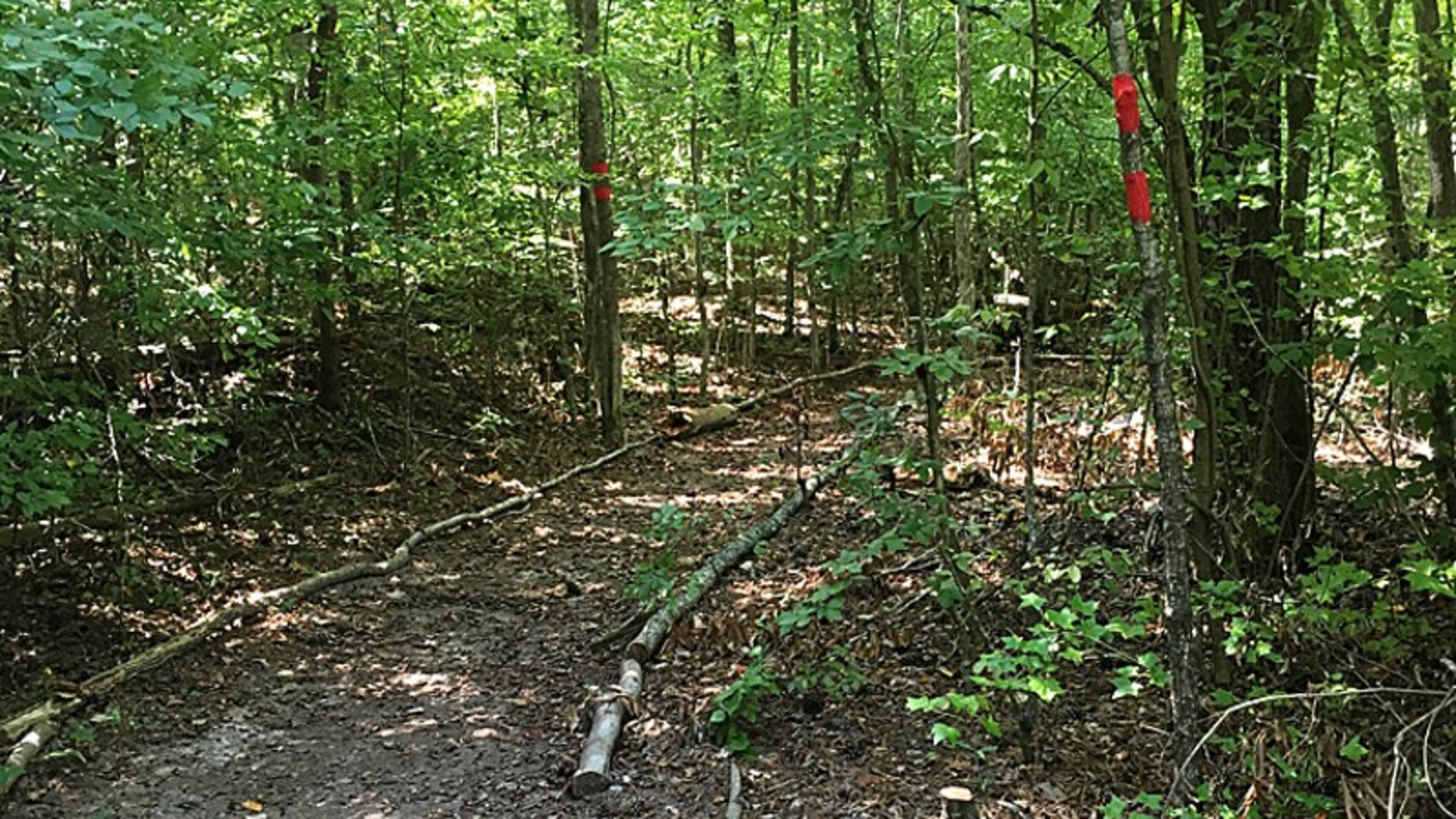 A restored trail at Providence Park in Milton. The city council has authorized a pre-application for a $200,000 state grant to build a boardwalk through marshland at the park. CITY OF MILTON