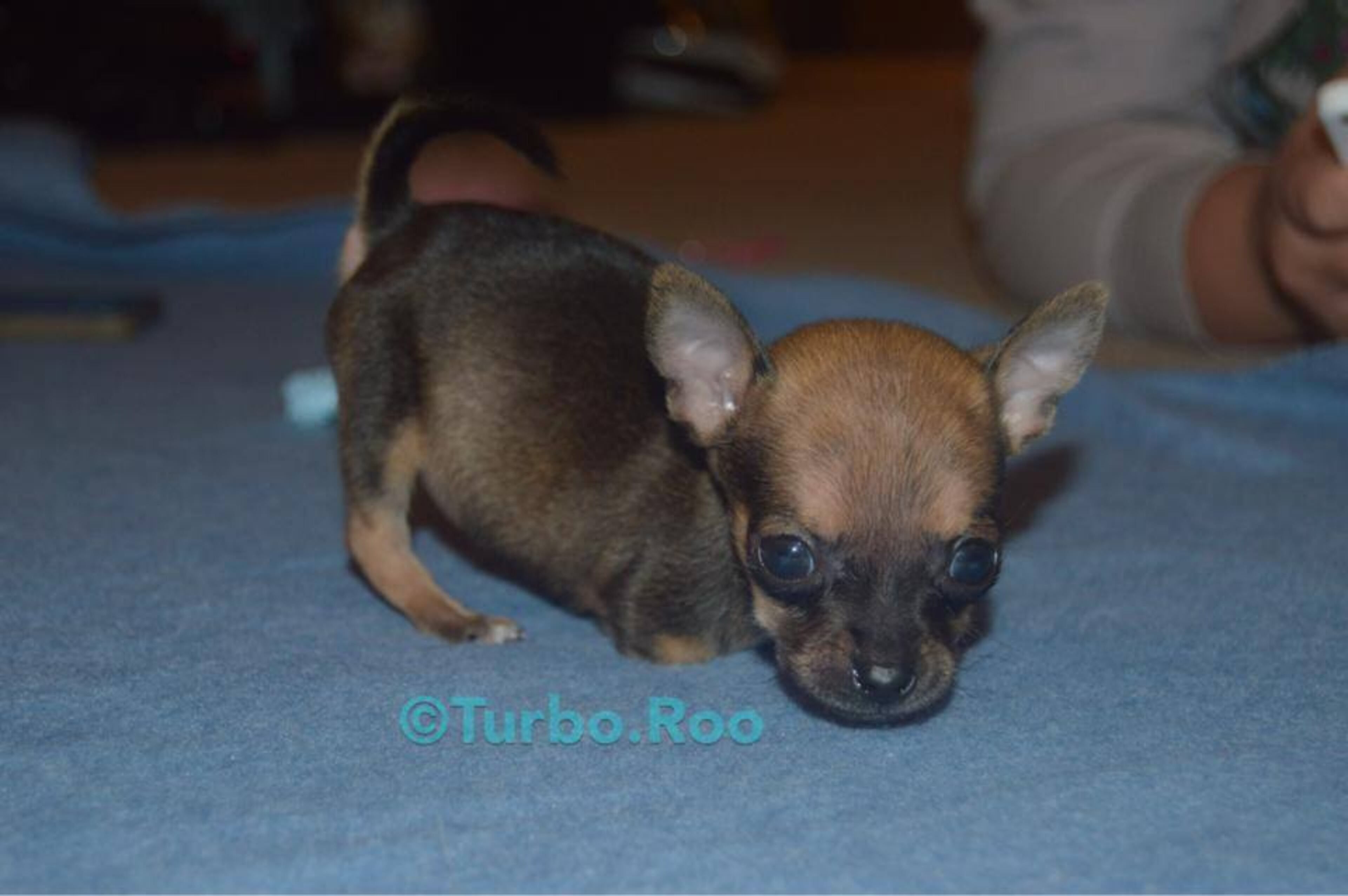 Photos courtesy of Turbo.Roo on Facebook