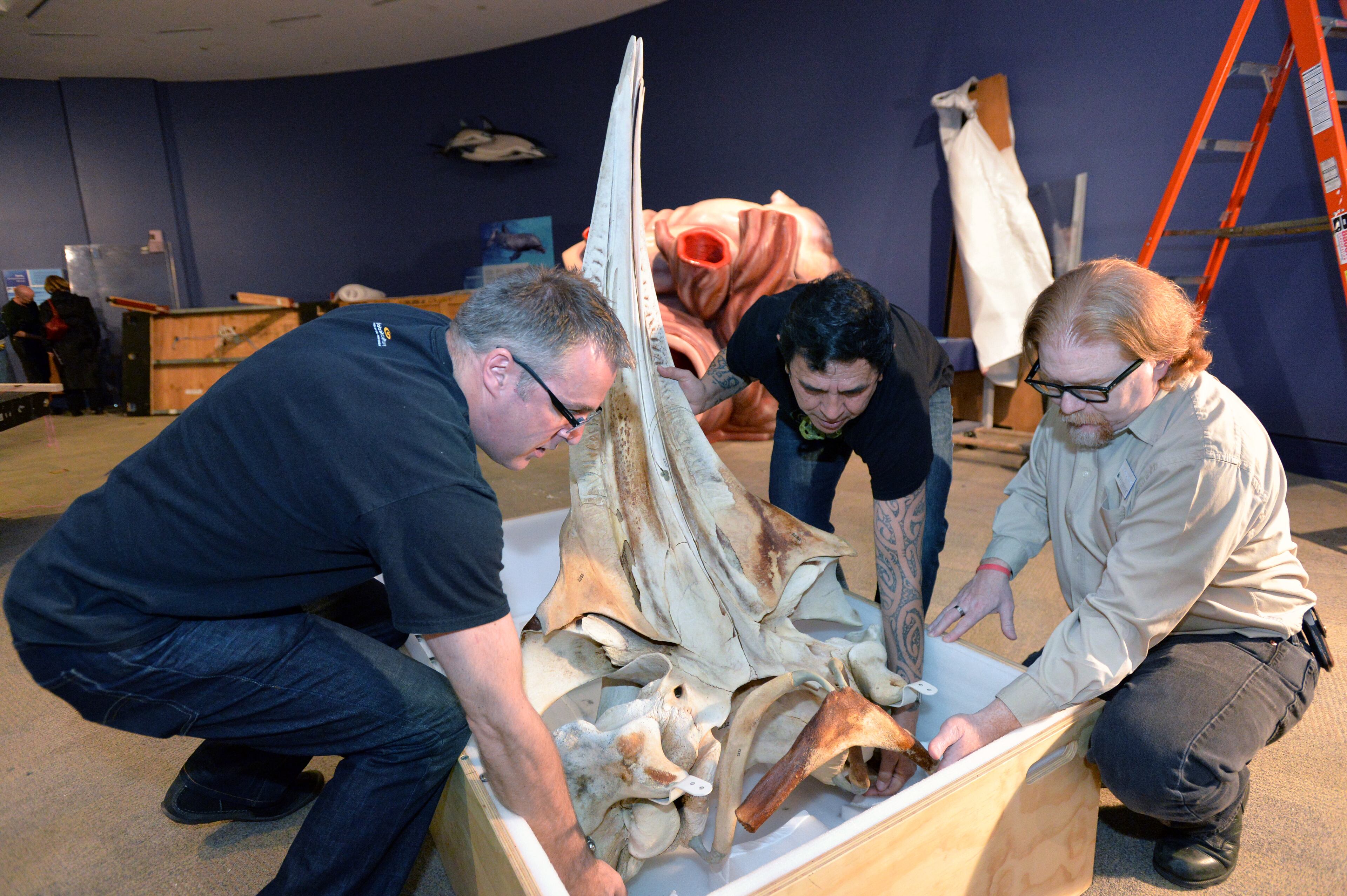 Robert Clendon (from left), conservator of Museum of New Zealand, Mark Sykes, collection manager of Museum of New Zealand, and Wil Grewe-Mullins, registrar at Fernbank Museum of Natural History, position a piece of whale skeleton while they install the exhibition Whales: Giants of the Deep at Fernbank Museum of Natural History on Tuesday, February 4, 2014. HYOSUB SHIN / HSHIN@AJC.COM