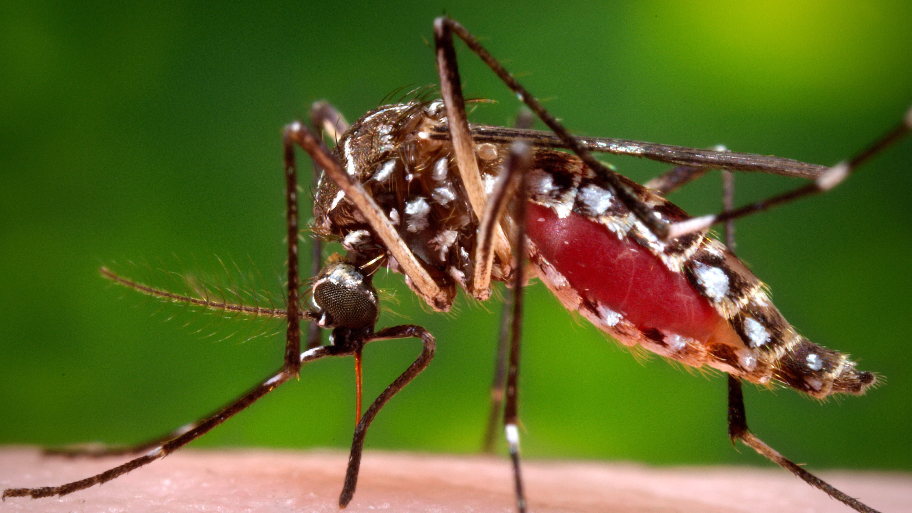 FILE - This 2006 photo provided by the Centers for Disease Control and Prevention shows a female Aedes aegypti mosquito in the process of acquiring a blood meal from a human host. (James Gathany/Centers for Disease Control and Prevention via AP, File)
