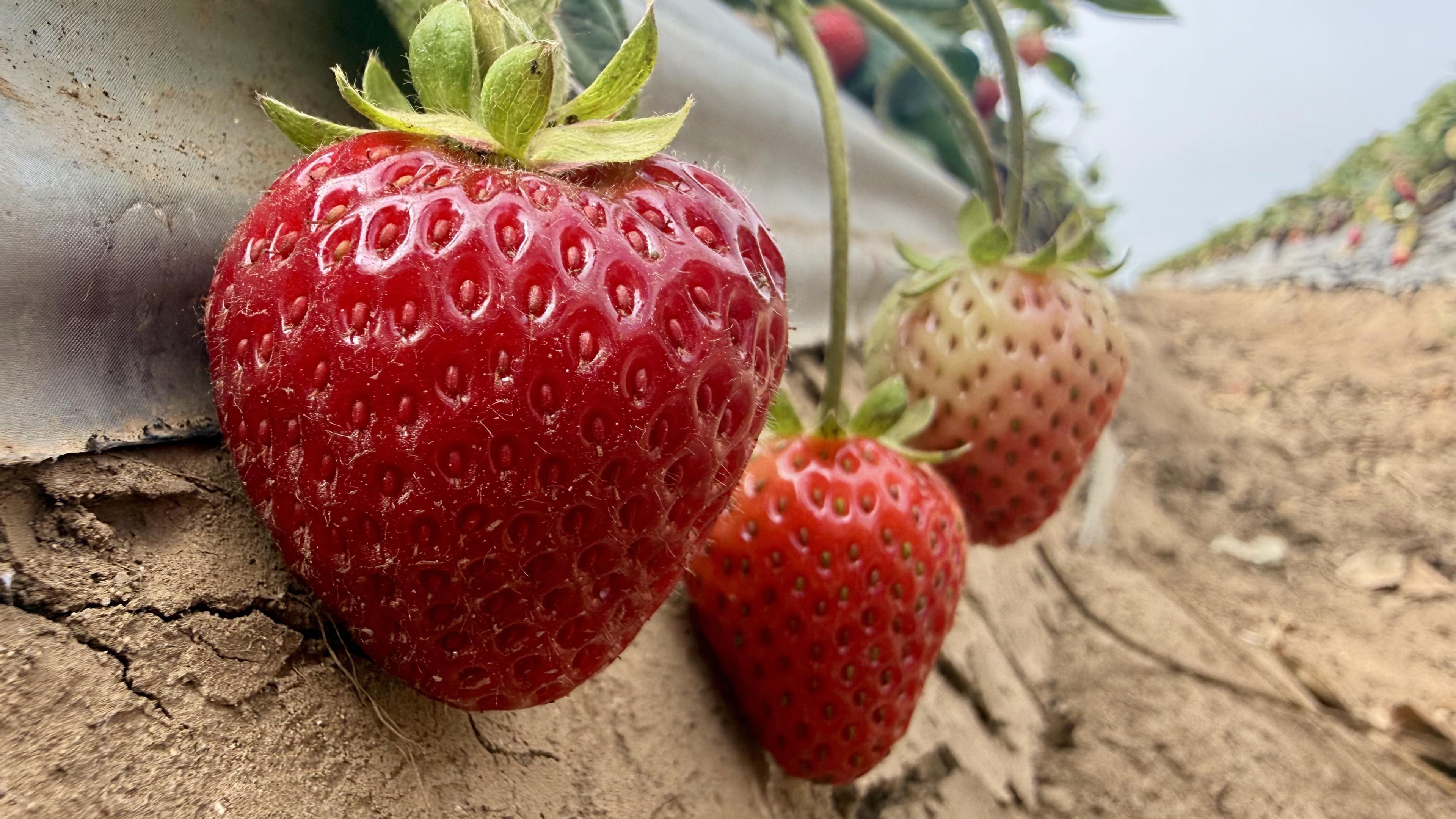 This photo taken with a smartphone shows strawberries grown using a steam-powered farming machine in Watsonville, Calif., Thursday, Oct. 1, 2026. (AP Photo/Haven Daley)