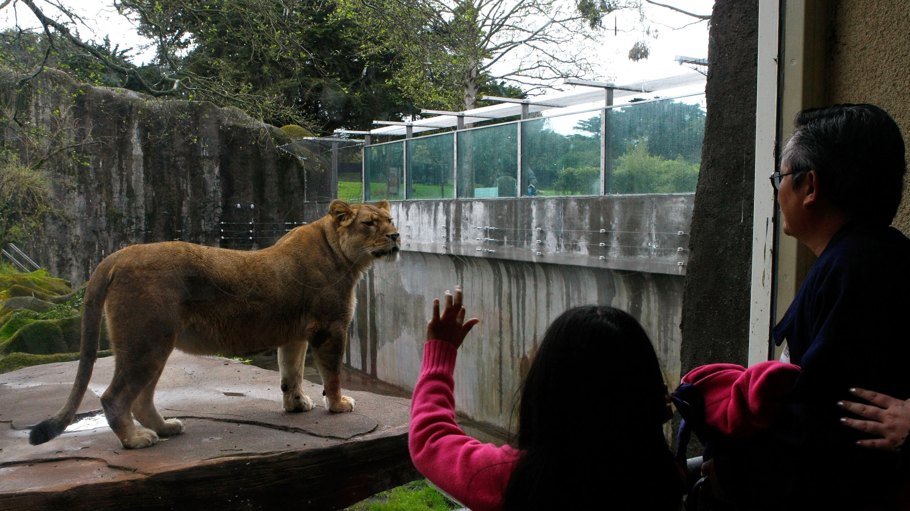 SAN FRANCISCO - FEBRUARY 21: Zoo patrons look through a window at an African lion in a renovated big cat grotto at the San Francisco Zoo February 21, 2008 in San Francisco, California. The San Francisco Zoo reopened its big cat grottos for public viewing almost two months after a man was fatally mauled by a Siberian tiger that escaped from its enclosure on Christmas day. Renovations to the enclosures included an extension of the concrete moat to 16 feet, 4 inches from the bottom, installation of glazing and fencing barrier, and installation of a hot wire electric fence. (Photo by Justin Sullivan/Getty Images)