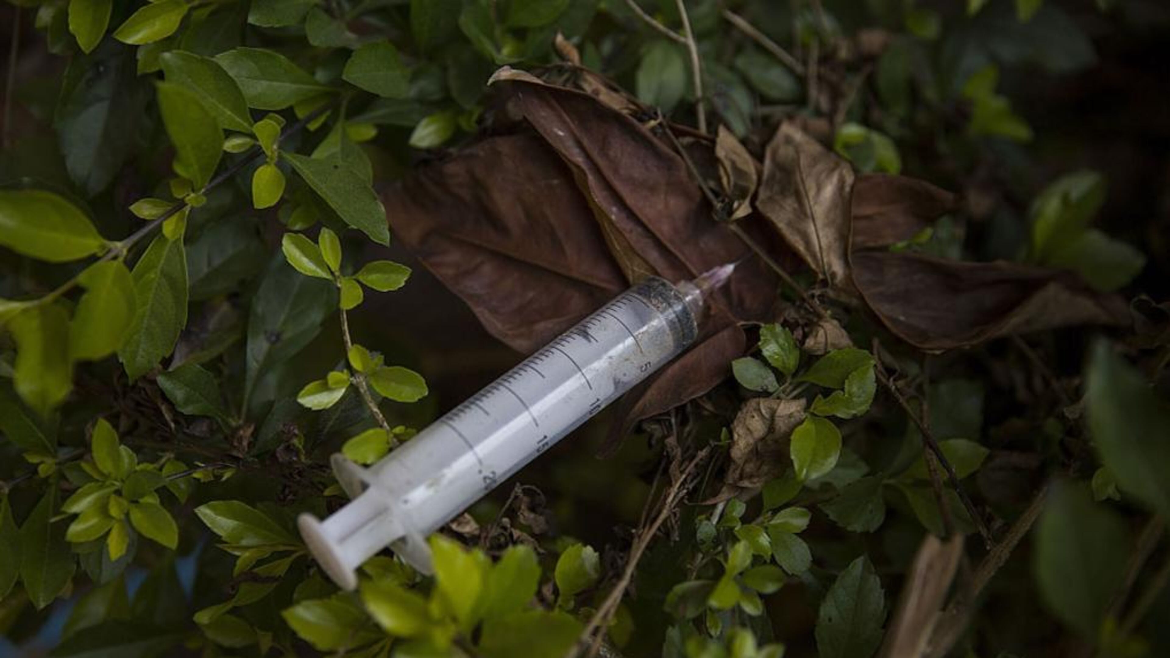 A dog being walked in a Milwaukee neighborhood stepped on a syringe Tuesday morning.