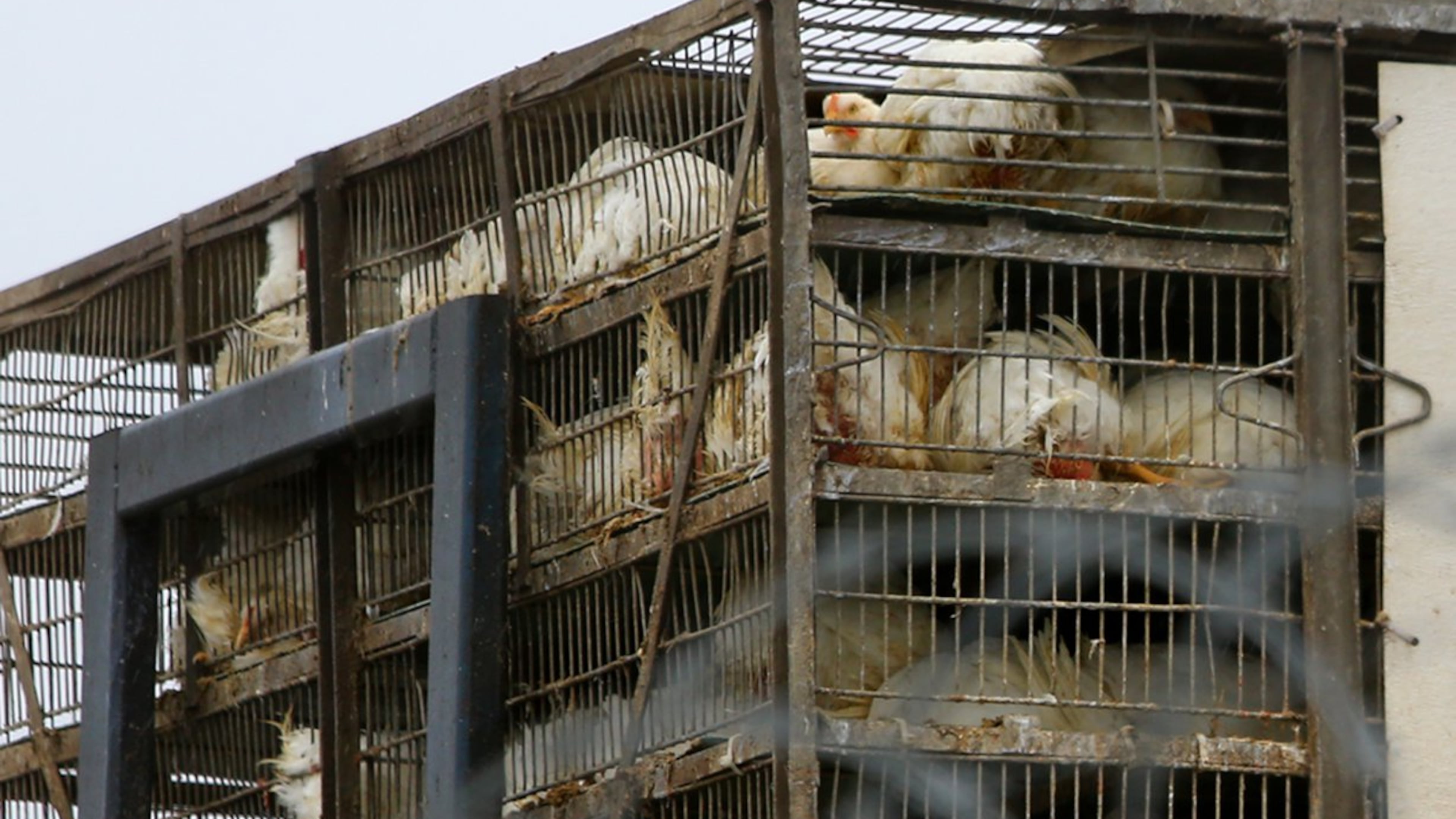 A truckload of chickens arrives at the Pilgrim's Pride plan ion Gainesville, Ga.