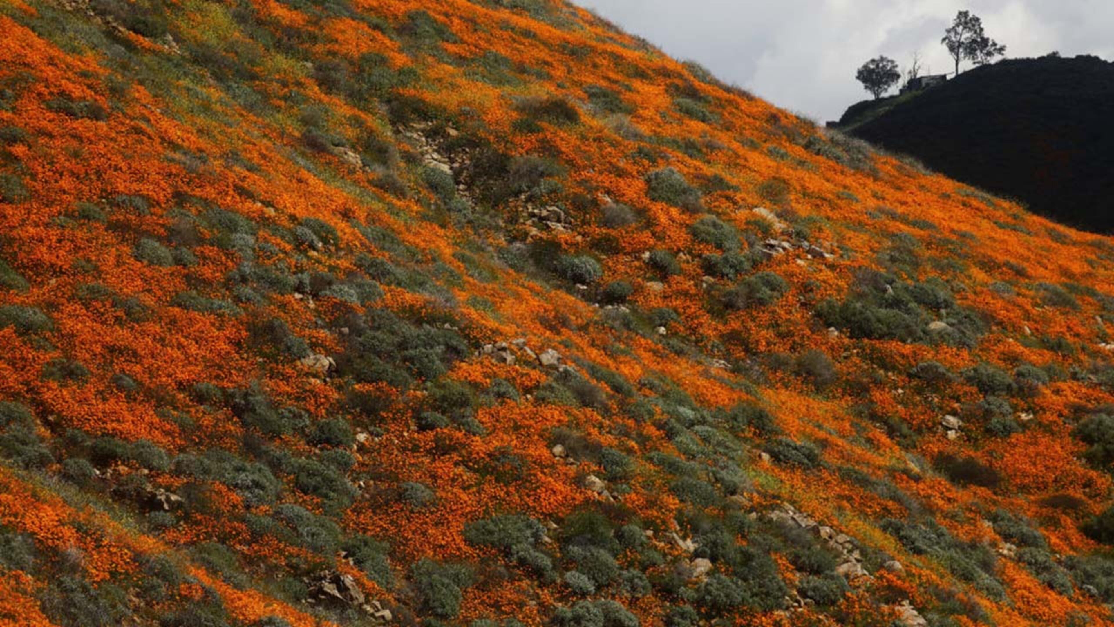 A super bloom of wildflowers blanketing the hills of Walker Canyon on March 12, 2019 near Lake Elsinore, California. Heavier than normal winter rains in California have caused a super bloom of wildflowers in various places around the state.)