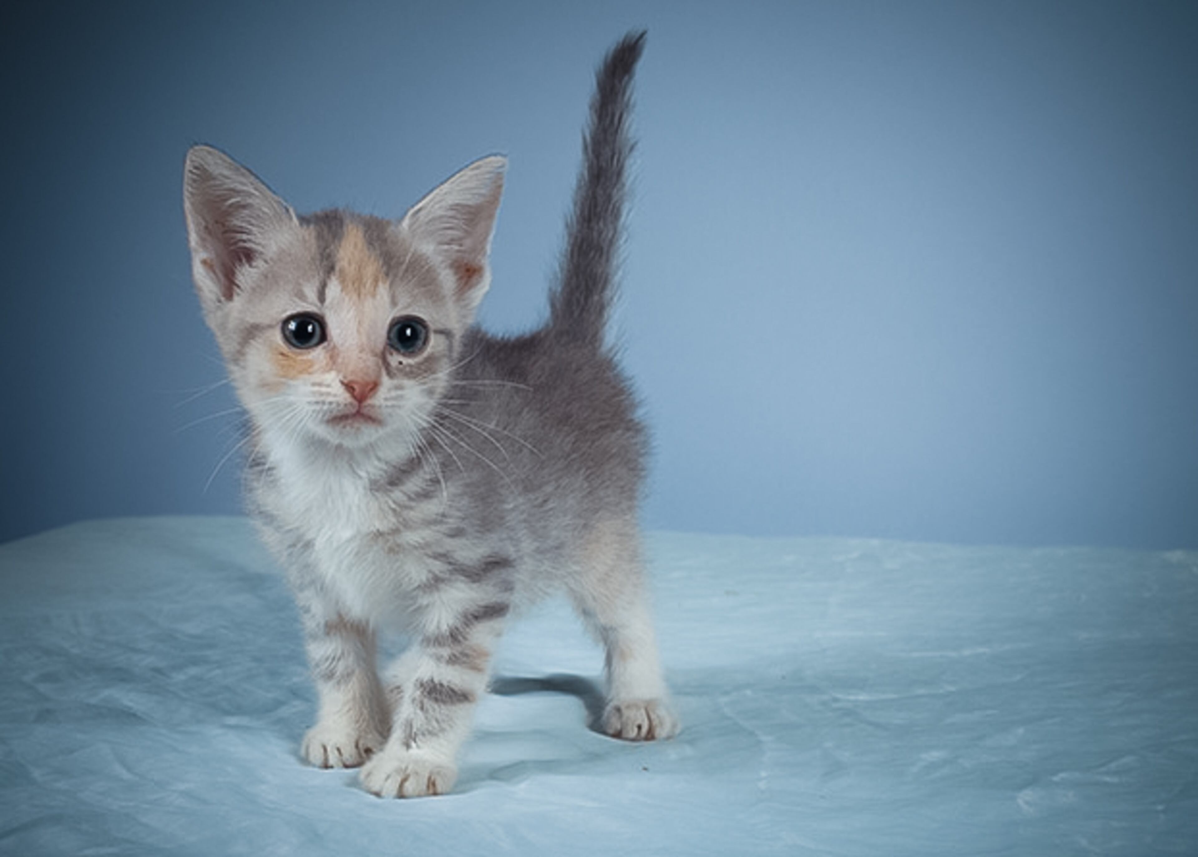 Erin, female, 2 1/2 months. Fun fact: Favorite musician is the late, great Clarence Clemons.