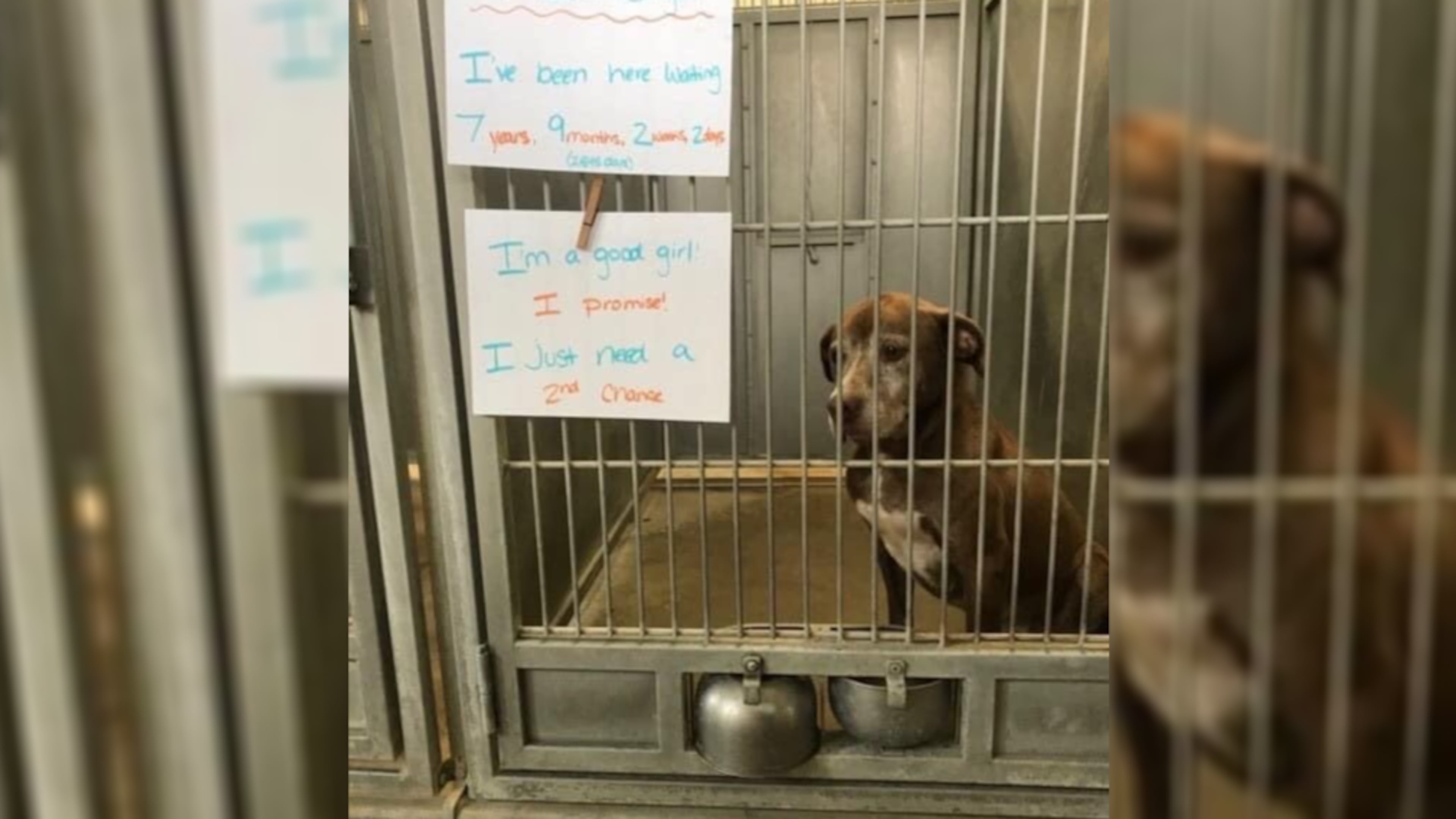 Ginger, a 9-year-old Labrador retriever mix, was adopted days after this photo of her asking for a home went viral.