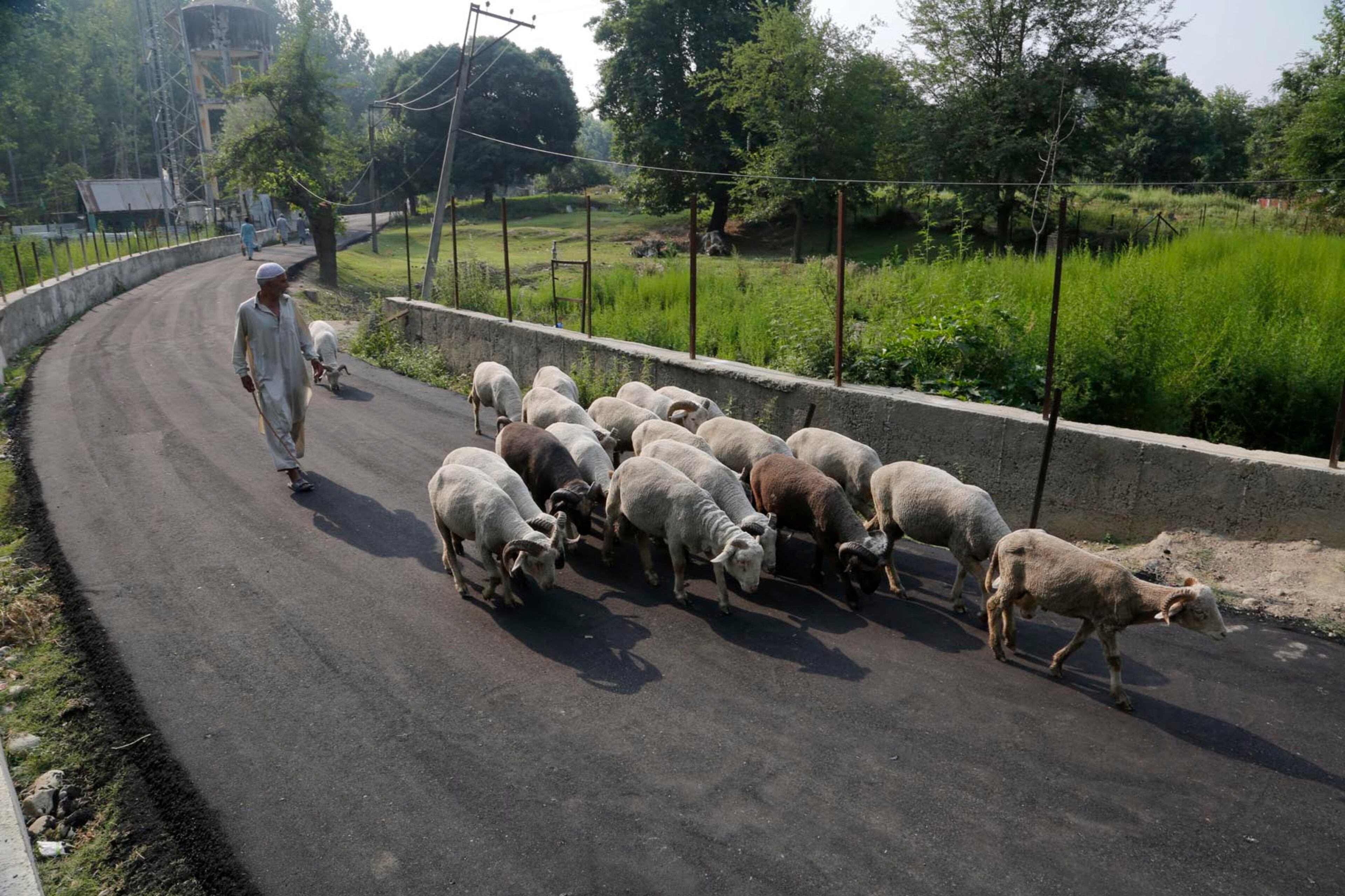 A Kashmiri shepherd takes his herd of sheep for grazing on the outskirts of Srinagar, Indian controlled Kashmir, Thursday, July 27, 2017. Set in the Himalayas, Kashmir is a green, saucer-shaped valley full of fruit orchards and surrounded by snowy mountain ranges. About 100 lakes dot its highlands and plains. (AP Photo/Mukhtar Khan)
