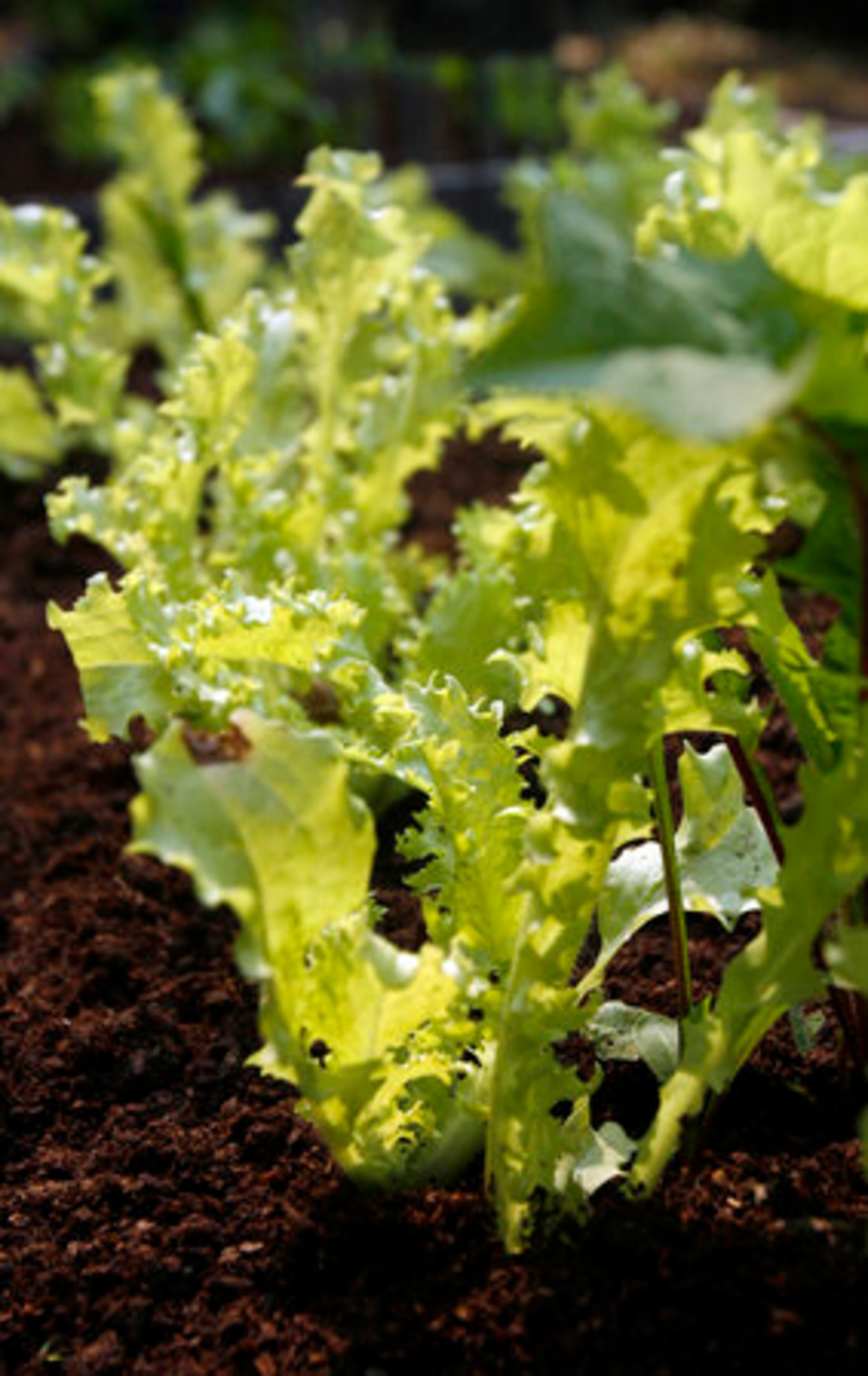 A group of Endive lettuce is shown in the Allin family garden. The Allins began growing at home with the intention to help supply fresh organic produce to their restaurant.