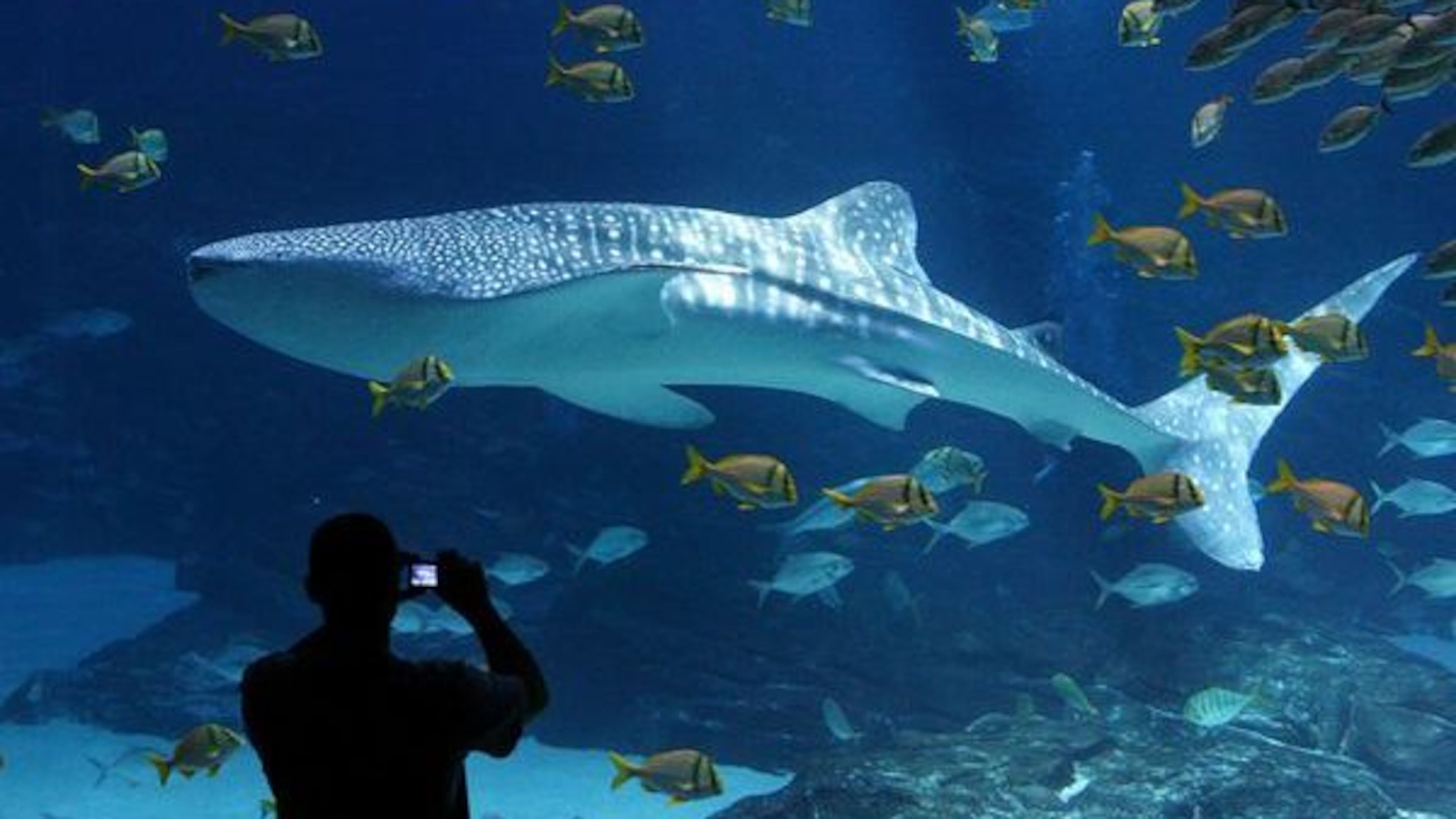 The Georgia Aquarium has been the site of some fun proposals that the staff has helped make a success.