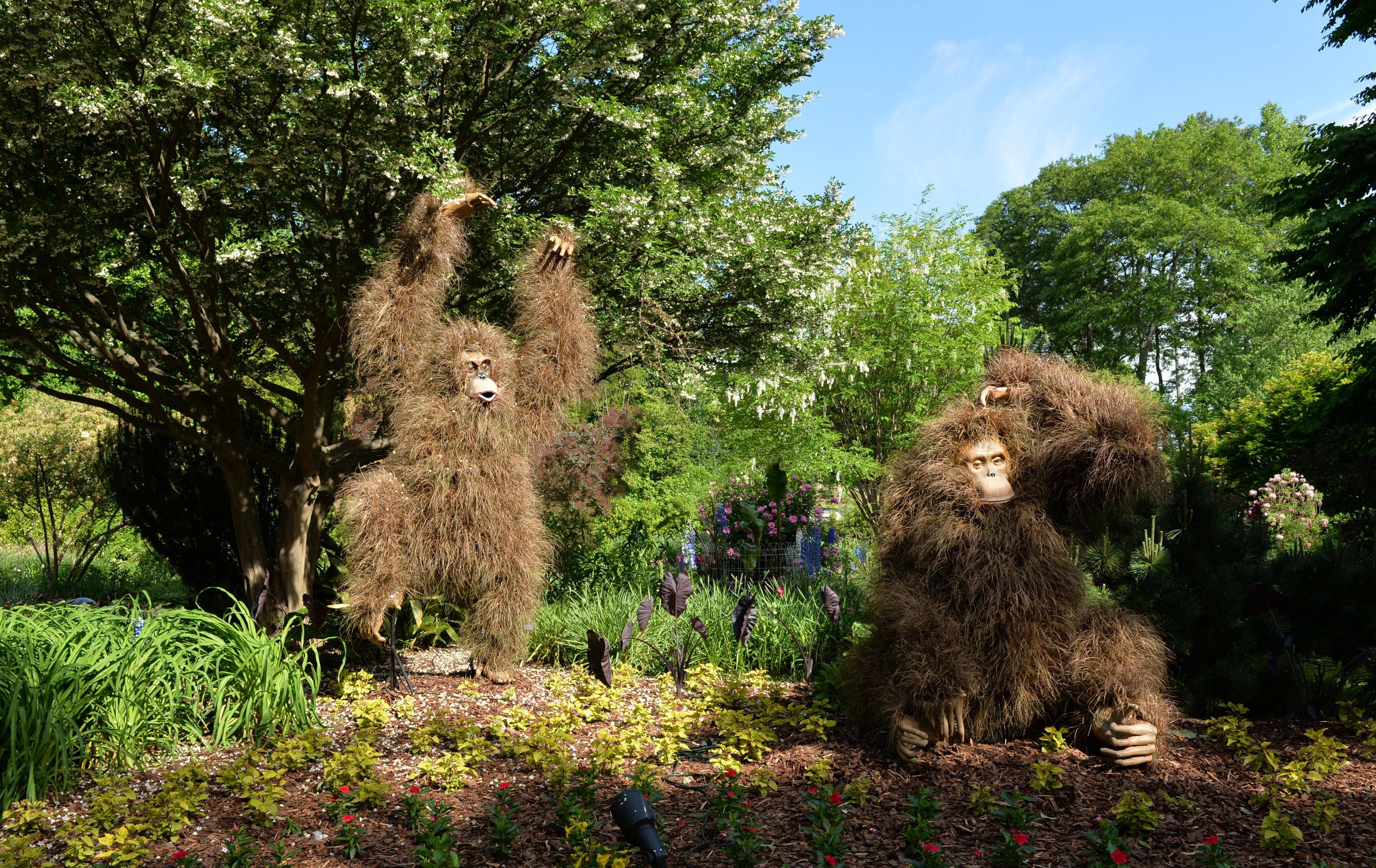 This pair of orangutans is new to the "Imaginary Worlds" exhibit at the Atlanta Botanical Garden, on Thursday, May 1, 2014. HYOSUB SHIN / HSHIN@AJC.COM
