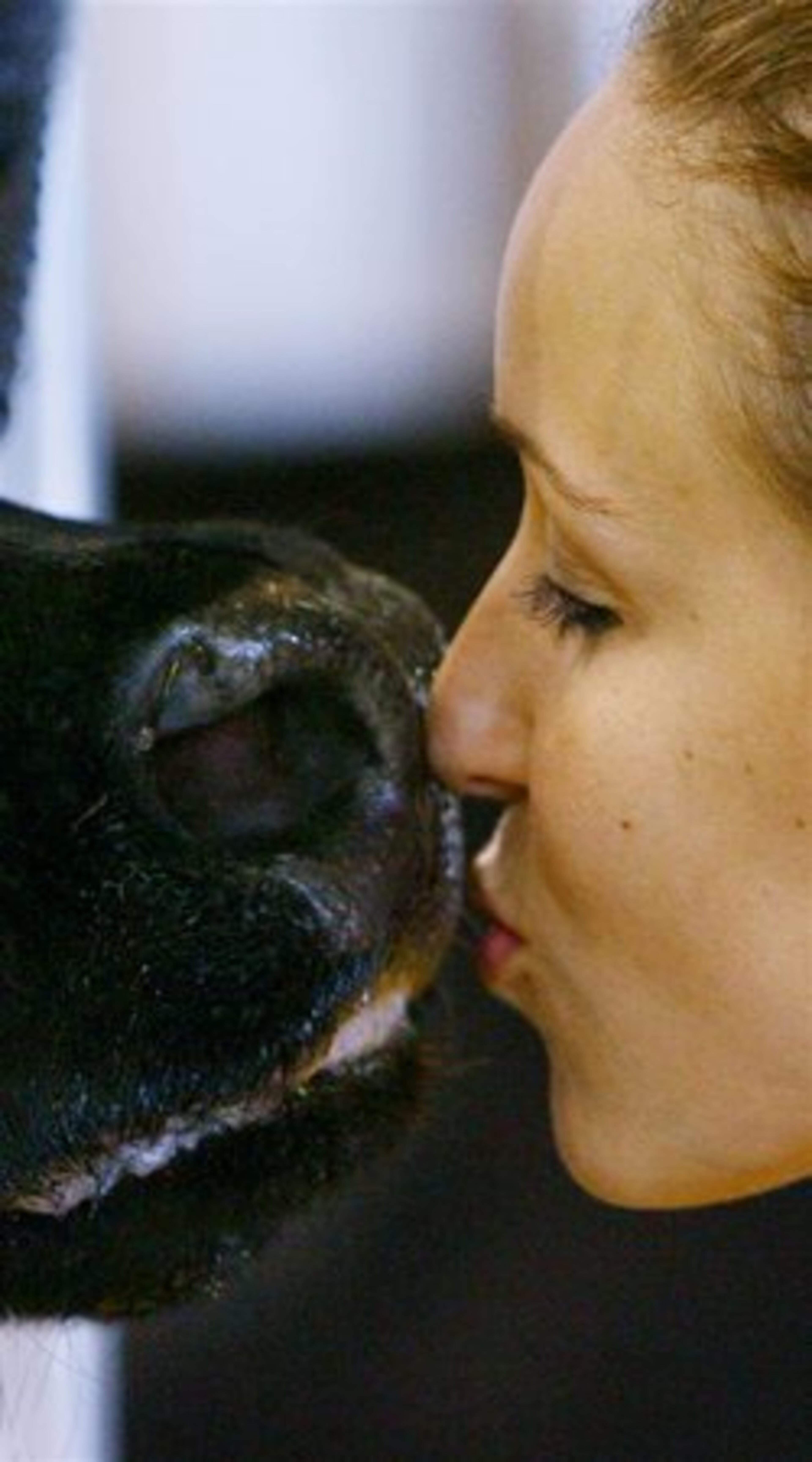 Christa Royster gives kisses to her angus heifer "Darla" before they head off to the show ring as they prepare to compete in the showmanship competition at the Southeast Empire Livestock Show at the Gwinnett County Fair in Lawrenceville.