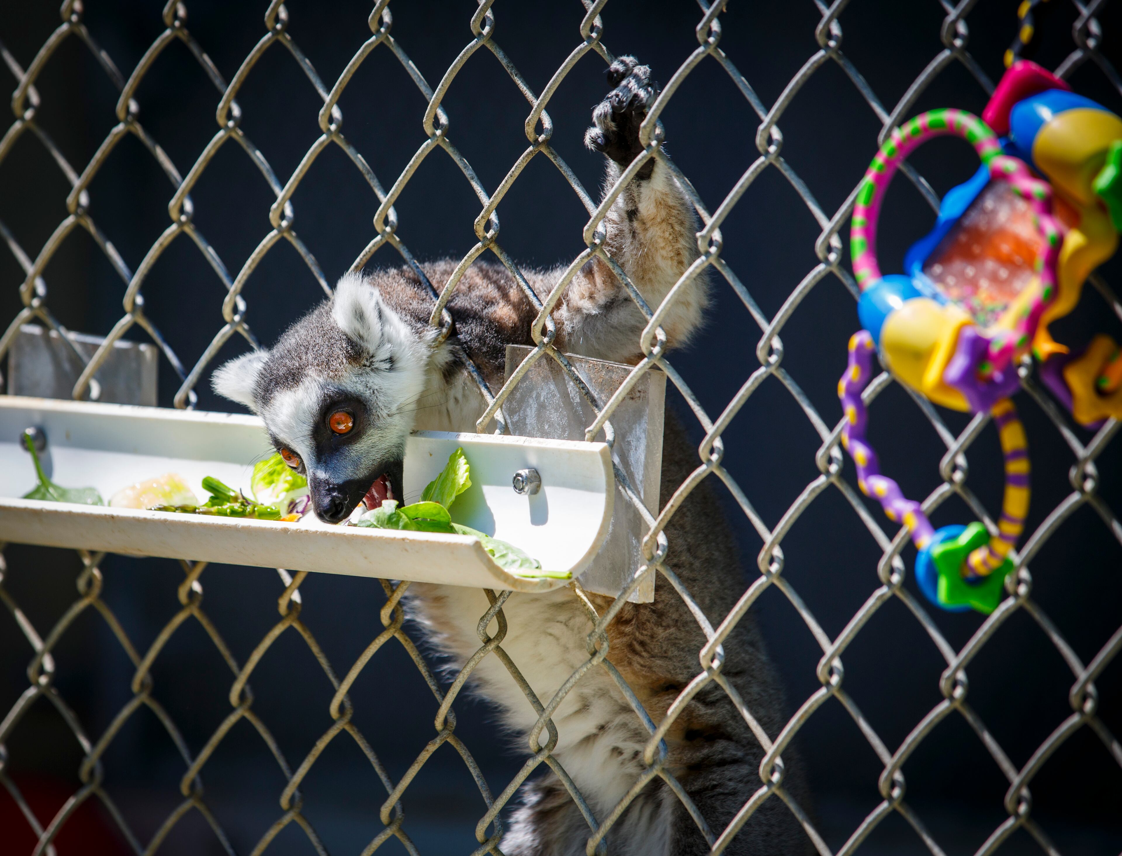 A young Ring-Tailed Lemur reaches for some fresh fruit and vegetables during feeding time at the Suncoast Primate Sanctuary on May 10, 2014 in Palm Harbor, Florida. The Suncoast Primate Sanctuary Foundation is non-profit organization that is home to over 70 animals including orangutans, chimpanzees, monkeys, tropical birds and reptiles. Most of the animals that make their home at the sanctuary are their after no longer being able to be cared for as a family pet or retiring from the laboratory and film businesses. The sanctuary is open to the public Thursday through Sunday. VISIT FLORIDA/Scott Audette