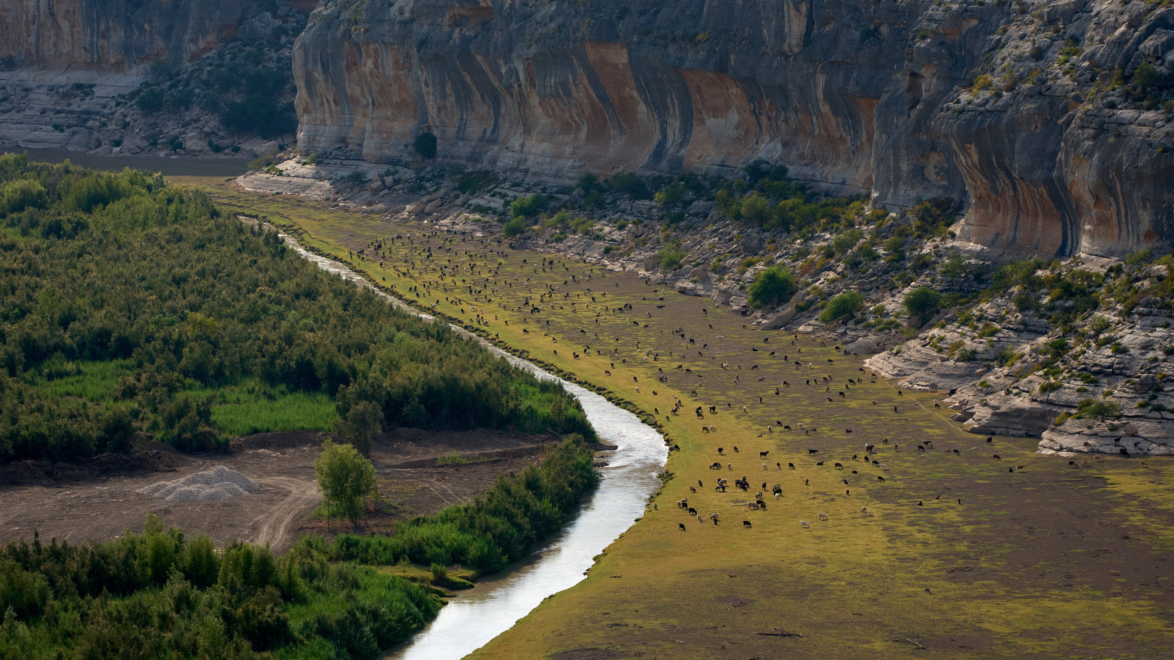 Goats graze along the Pecos river near it's confluence with the Rio Grande river at the border with Mexico, Friday, Sept. 25, 2026, near Comstock, Texas. (AP Photo/John Locher)