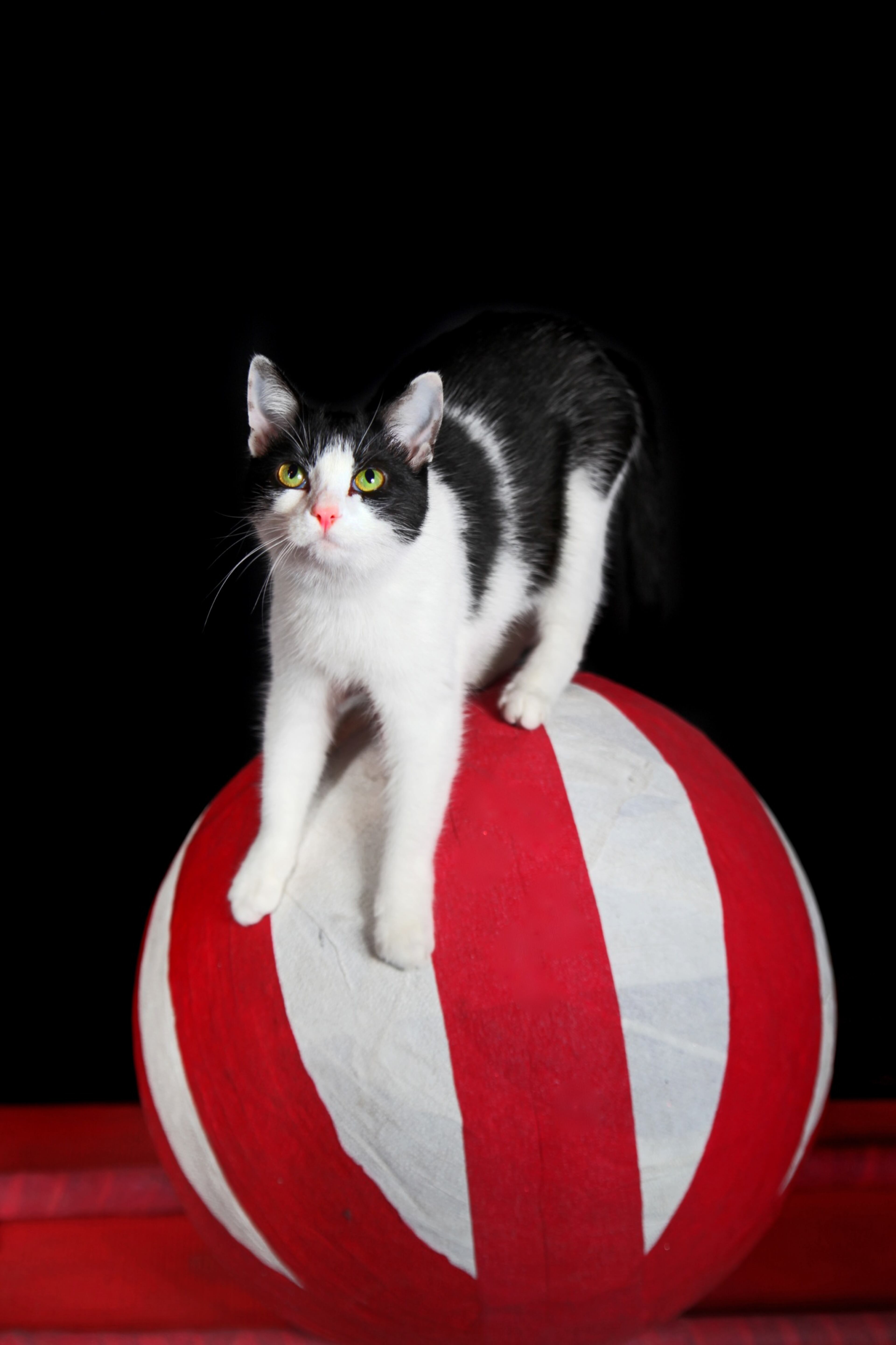 Jax, seen here rolling atop a yoga ball, is one of the skilled feline performers in the Acro-Cats portion of the show.