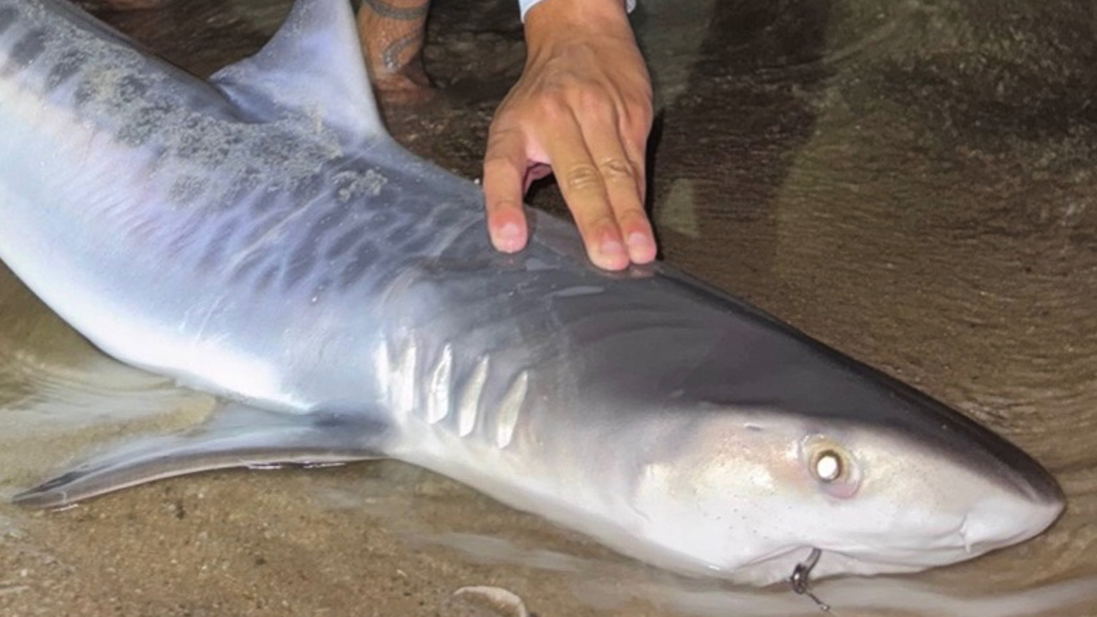 This photo provided by Nelson Rouette shows his brother, Nate Rouette, holding a young tiger shark that they caught off Falmouth Mass., July 23, 2026. (Nelson Rouette via AP)