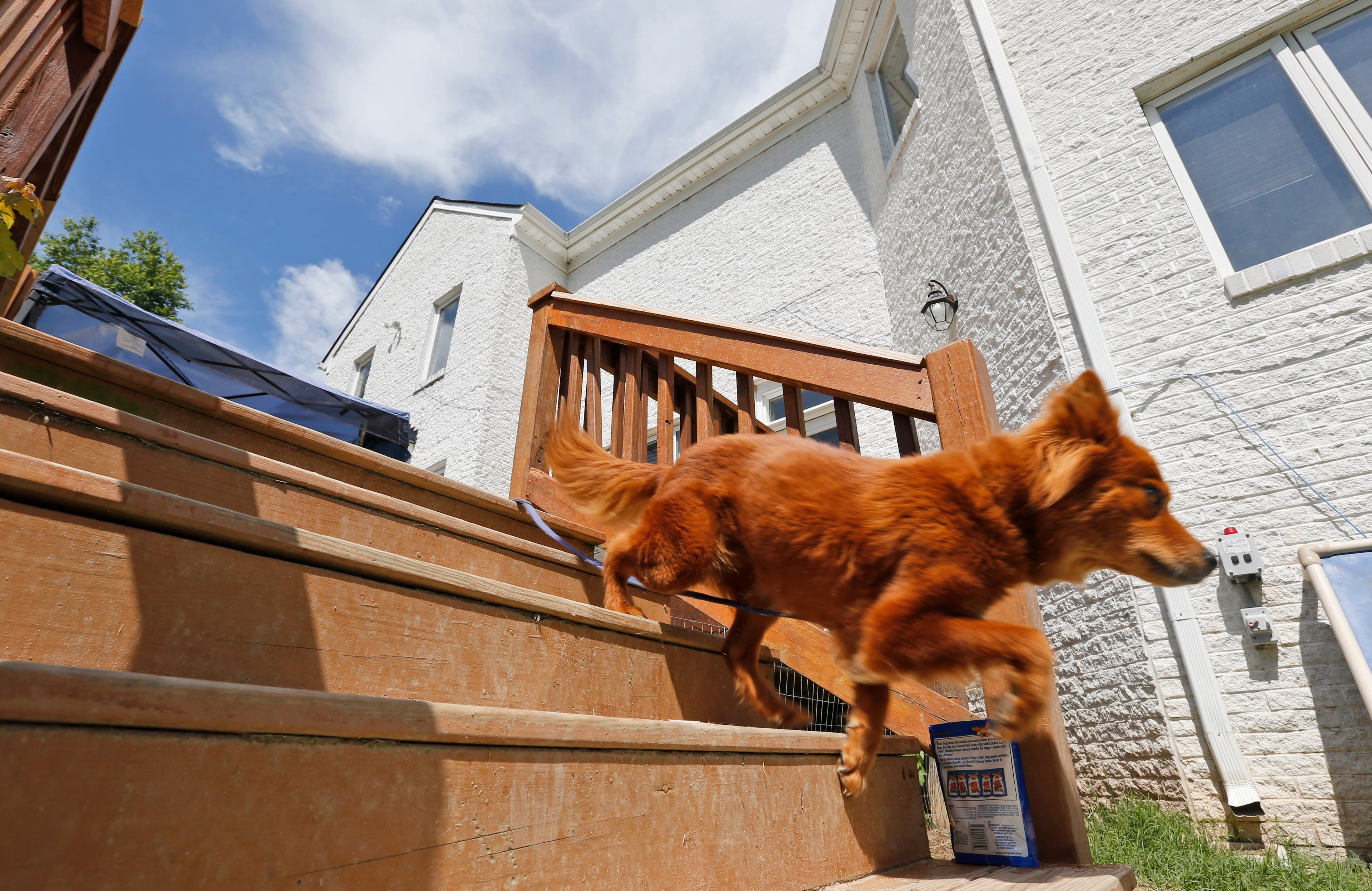 In this June 15, 2015, photo, a rescued dog walks down the back stairs of the Good Newz Rehab Center, the former home of NFL football quarterback Michael Vick's Bad Newz kennel in Smithfield, Va. The former Atlanta Falcons star quarterback served an 18-month federal prison sentence for running a dogfighting ring. (AP Photo/Steve Helber)