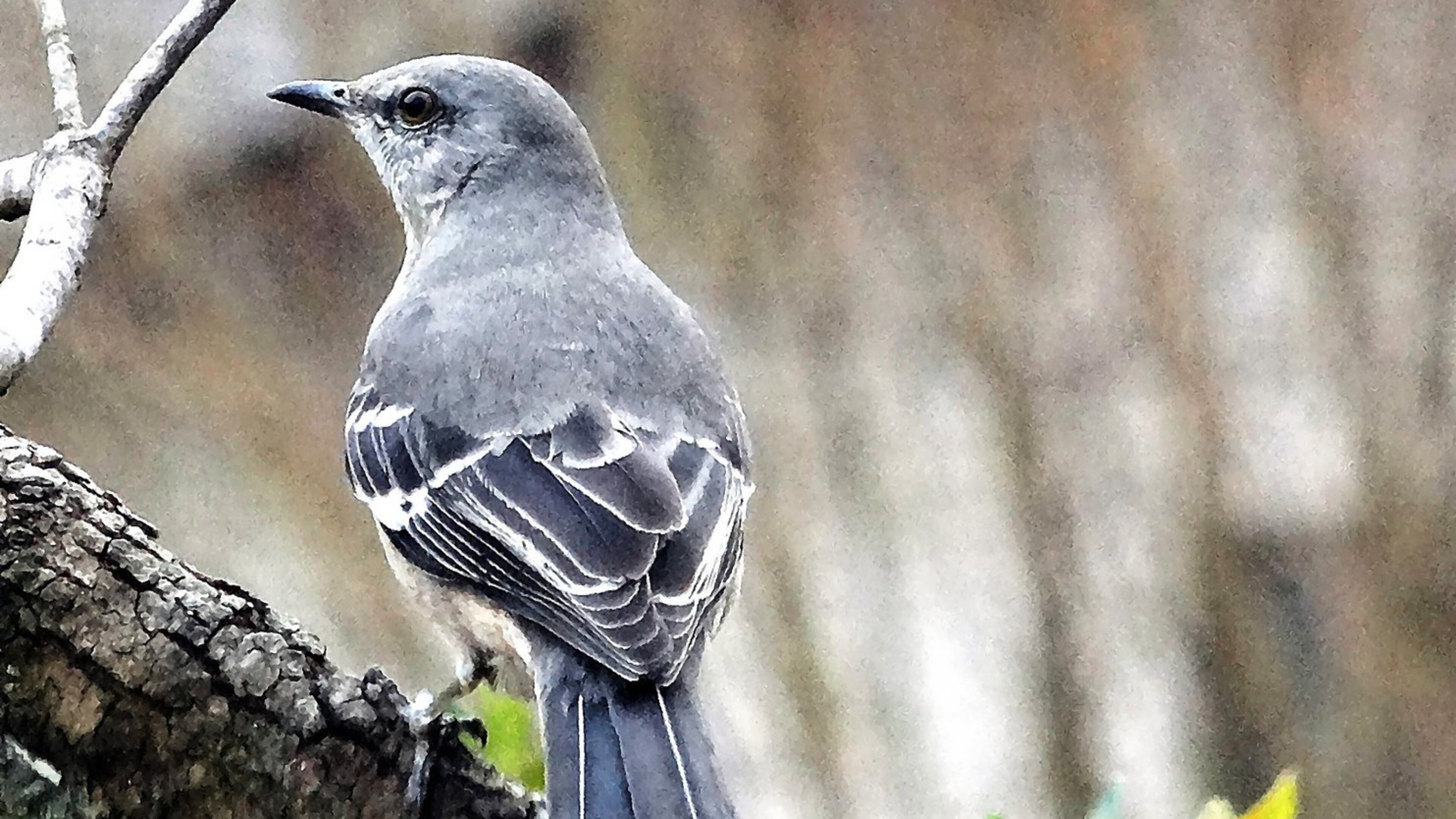 The Northern mockingbird, like the one shown here, sings from January to early August in Georgia and resumes singing again mid-September through early November. The bird’s spring repertoire is different from its fall repertoire. CONTRIBUTED BY CHARLES SEABROOK