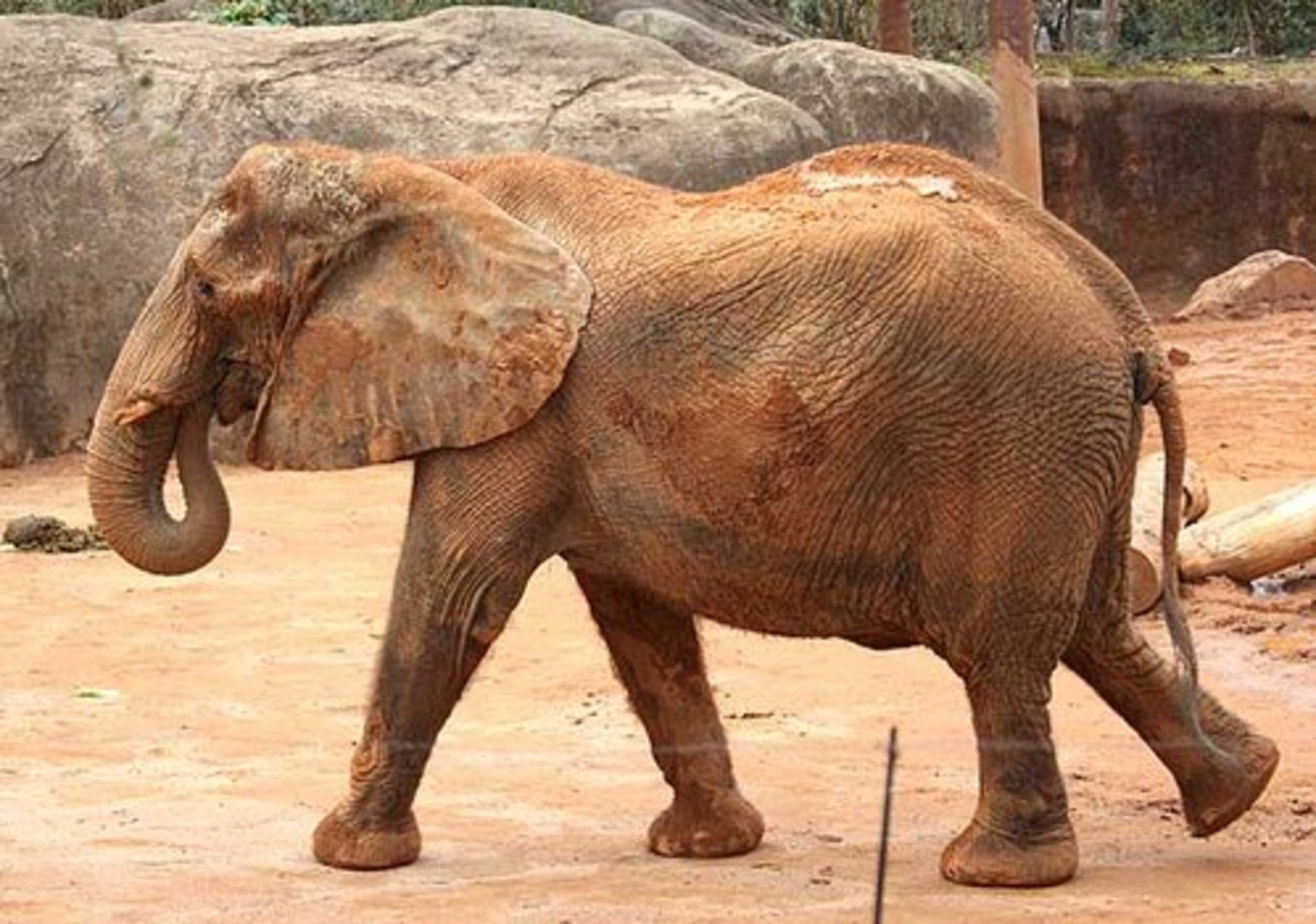 In this photo from February, a pregnant Dottie struts her stuff at Zoo Atlanta.