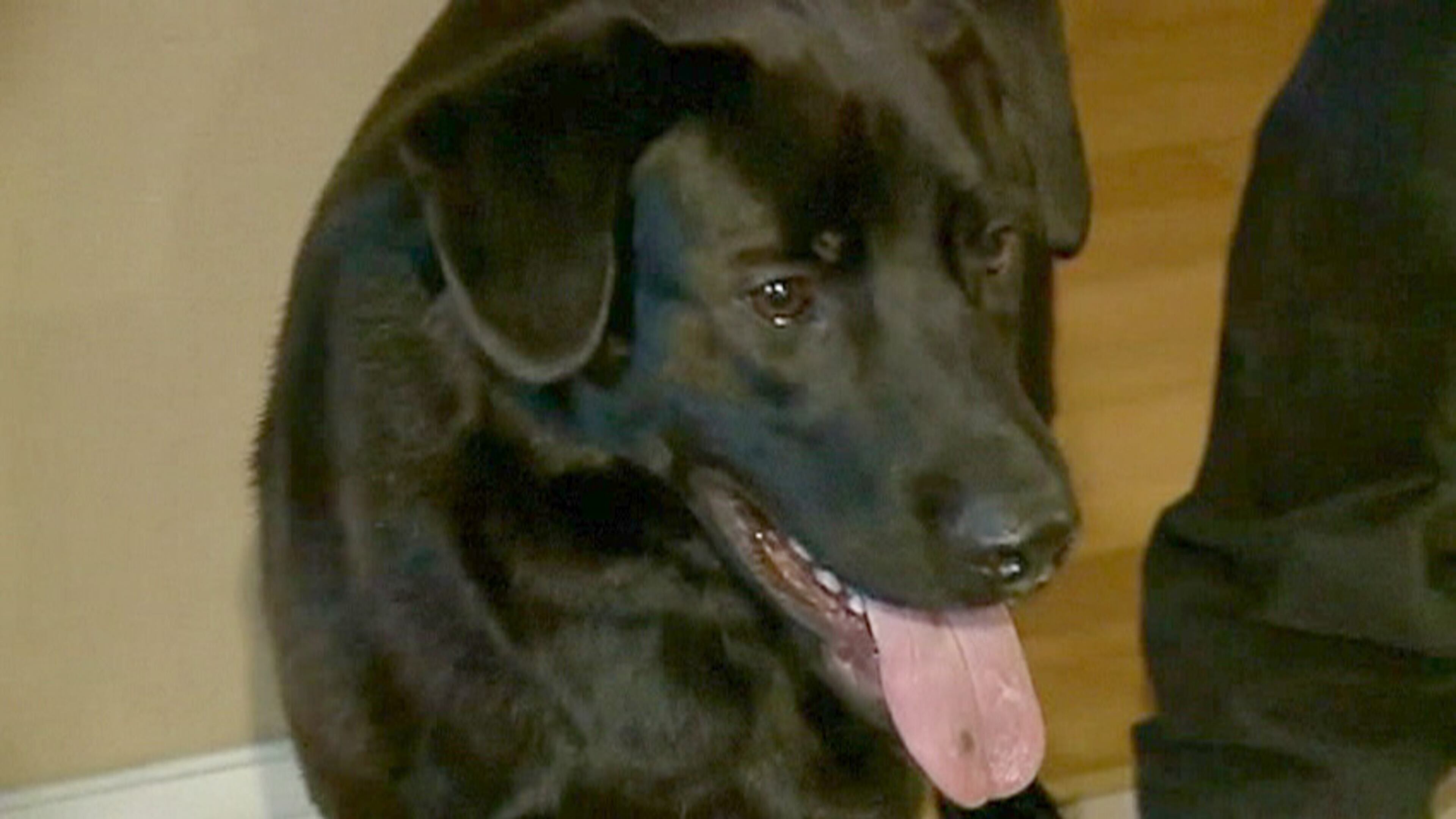 Bear's unique skills were called upon earlier this year, during a child pornography investigation at the home of former Subway pitchman, Jared Fogle.