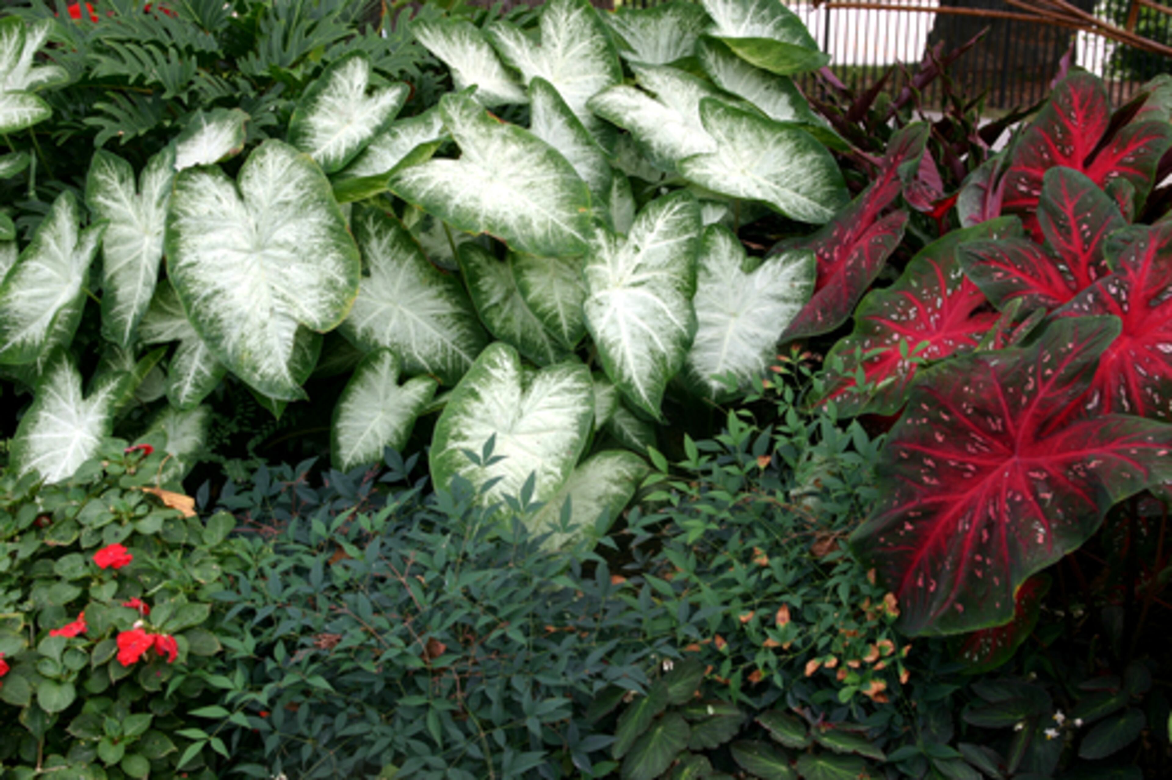A combination of two different caladiums like Caladium 'Aaron' and 'Red Flash' offers more consistent color than many flowering plants and holds up to Georgia heat and humidity.