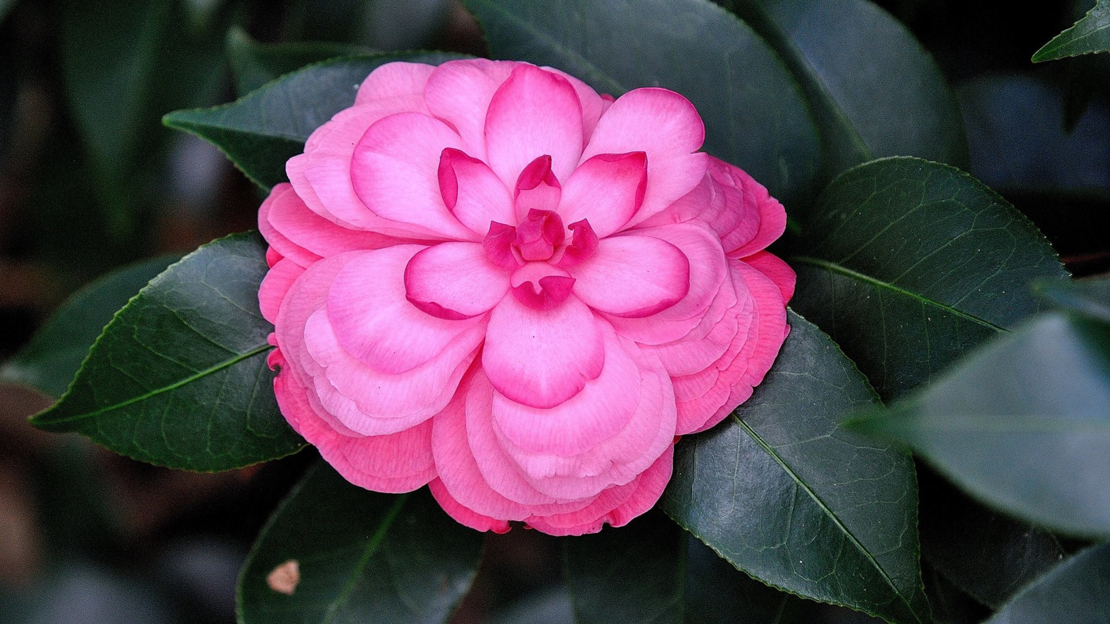 Early Wonder is a true formal double Camellia japonica and is recommended for zones 7-9. (Norman Winter/TNS)
