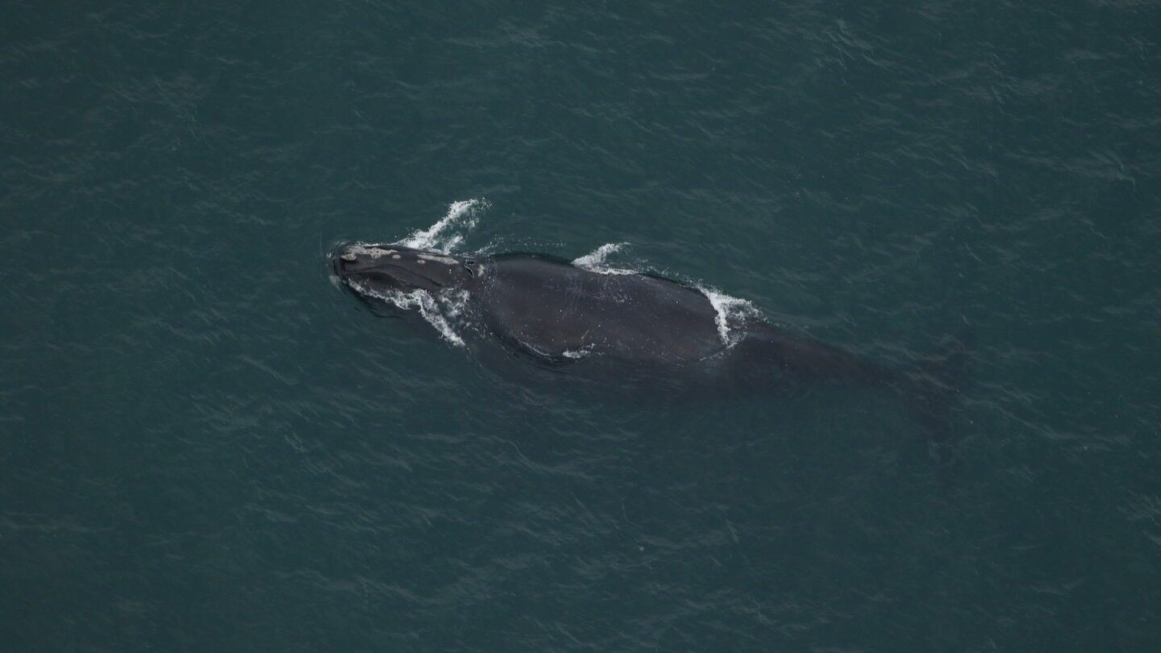 A whale nicknamed 'Black Heart' was the first sighted in the Southern U.S. for the 2024-25 calving season. The female, around 19 years old, was spotted off the North Carolina coast in November. (Courtesy of Clearwater Marine Aquarium Research Institute, taken under NOAA permit #26919. Funded by United States Army Corps of Engineers.)