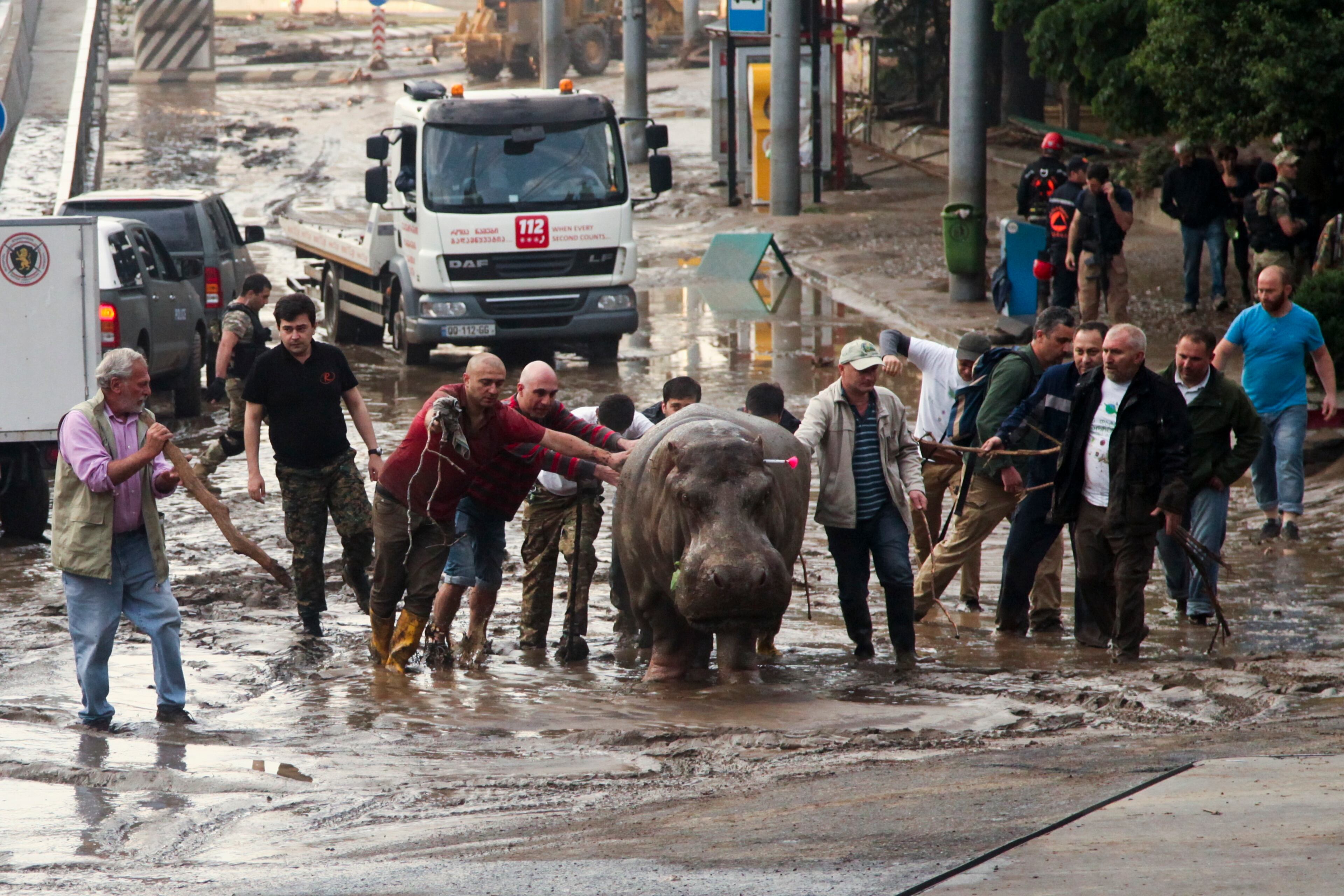 People assist a hippopotamus that has been shot with a tranquilizer dart after it escaped from a flooded zoo in Tbilisi, Georgia, Sunday, June 14, 2015. Tigers, lions, a hippopotamus and other animals have escaped from the zoo in Georgia�s capital after heavy flooding destroyed their enclosures, prompting authorities to warn residents in Tbilisi to say inside Sunday. At least eight people have been killed in the disaster, including three zoo workers, and 10 are missing. (AP Photo/Tinatin Kiguradze)