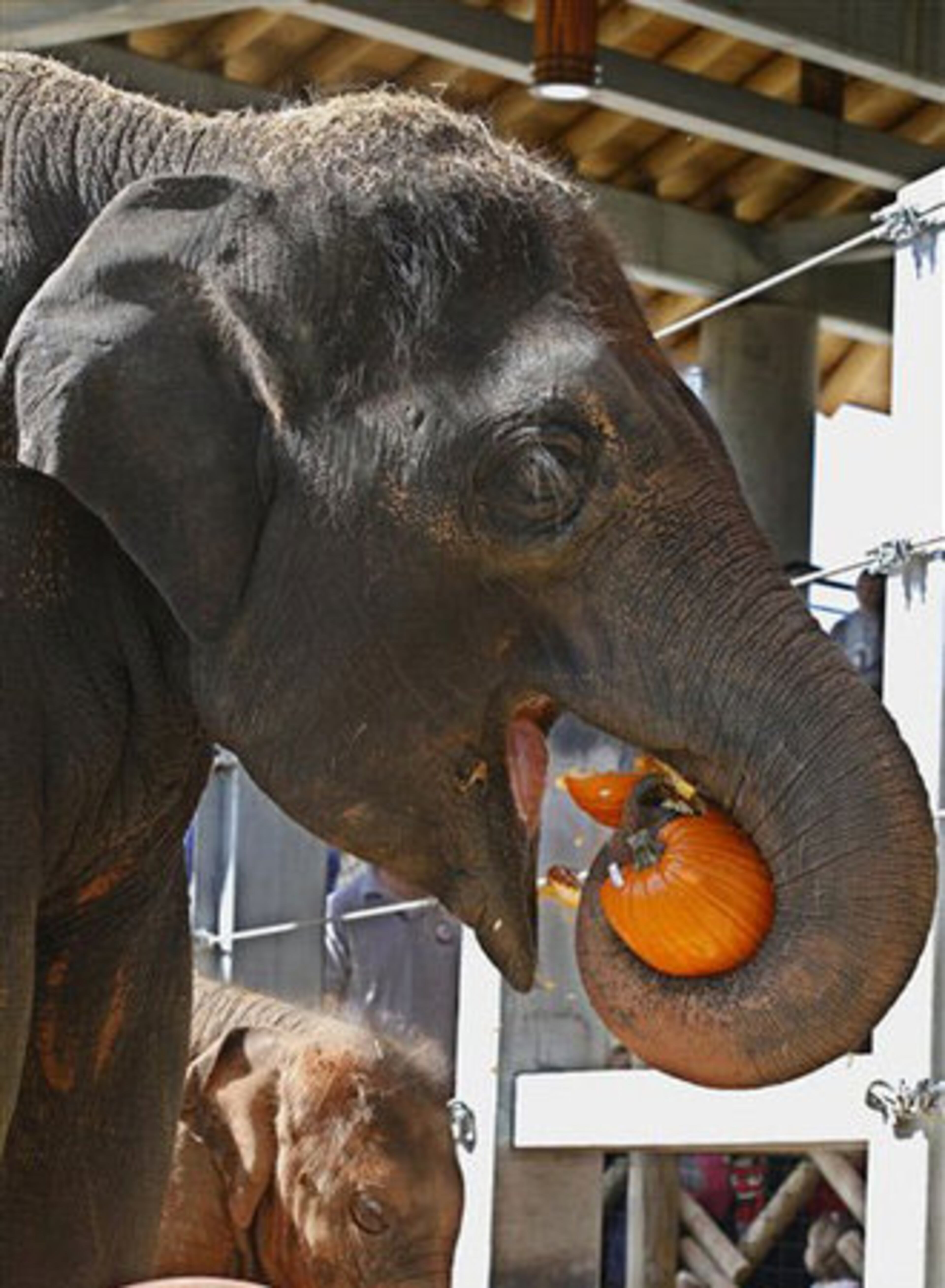 Asha, an Asian elephant at the Oklahoma City Zoo, eats a pumpkin as a Halloween treat at the zoo in Oklahoma City, Thursday, Oct. 20, 2011.