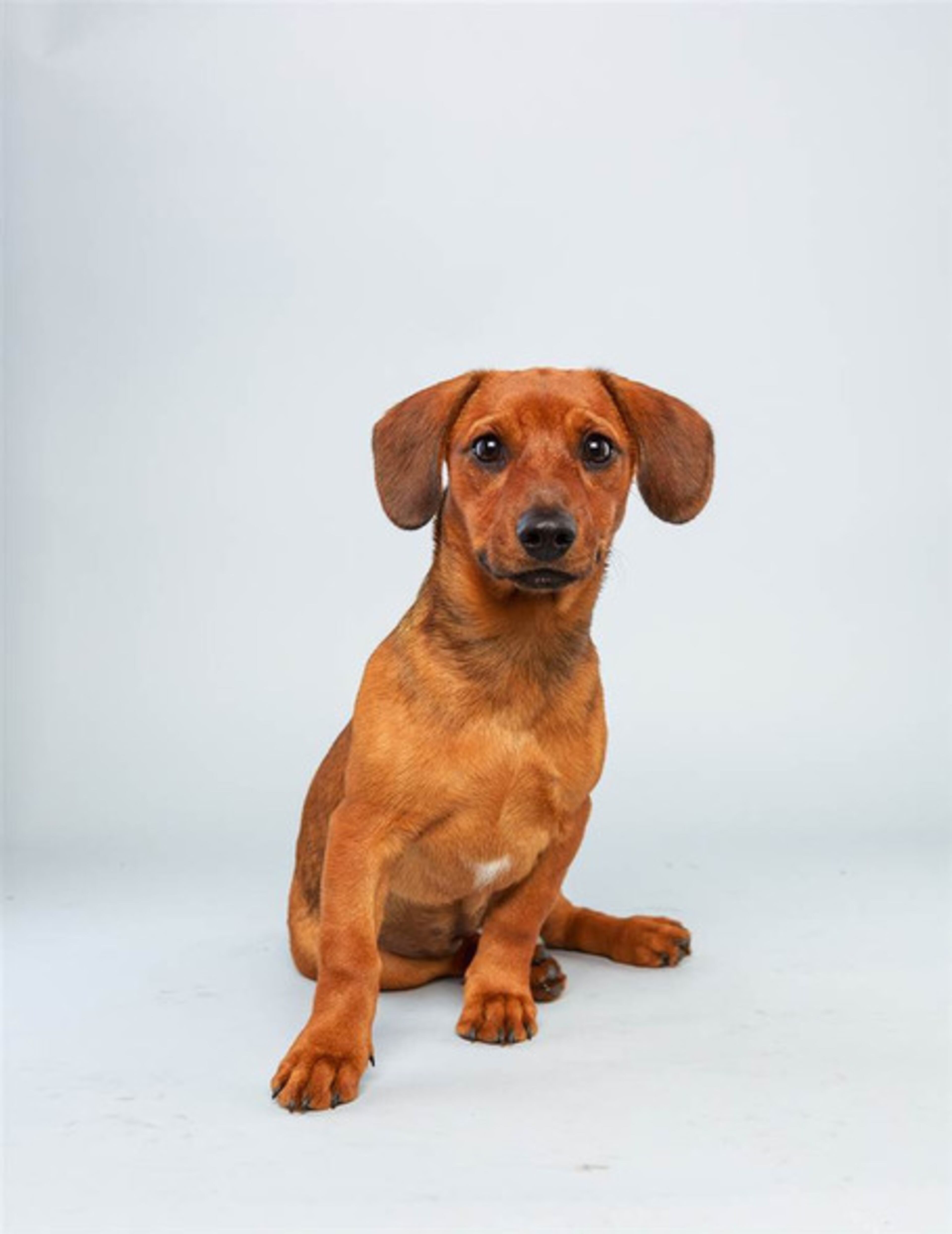 Mandy, Dachshund Hound mix, 17 weeks. Fun fact: Thinks long legs are overrated.